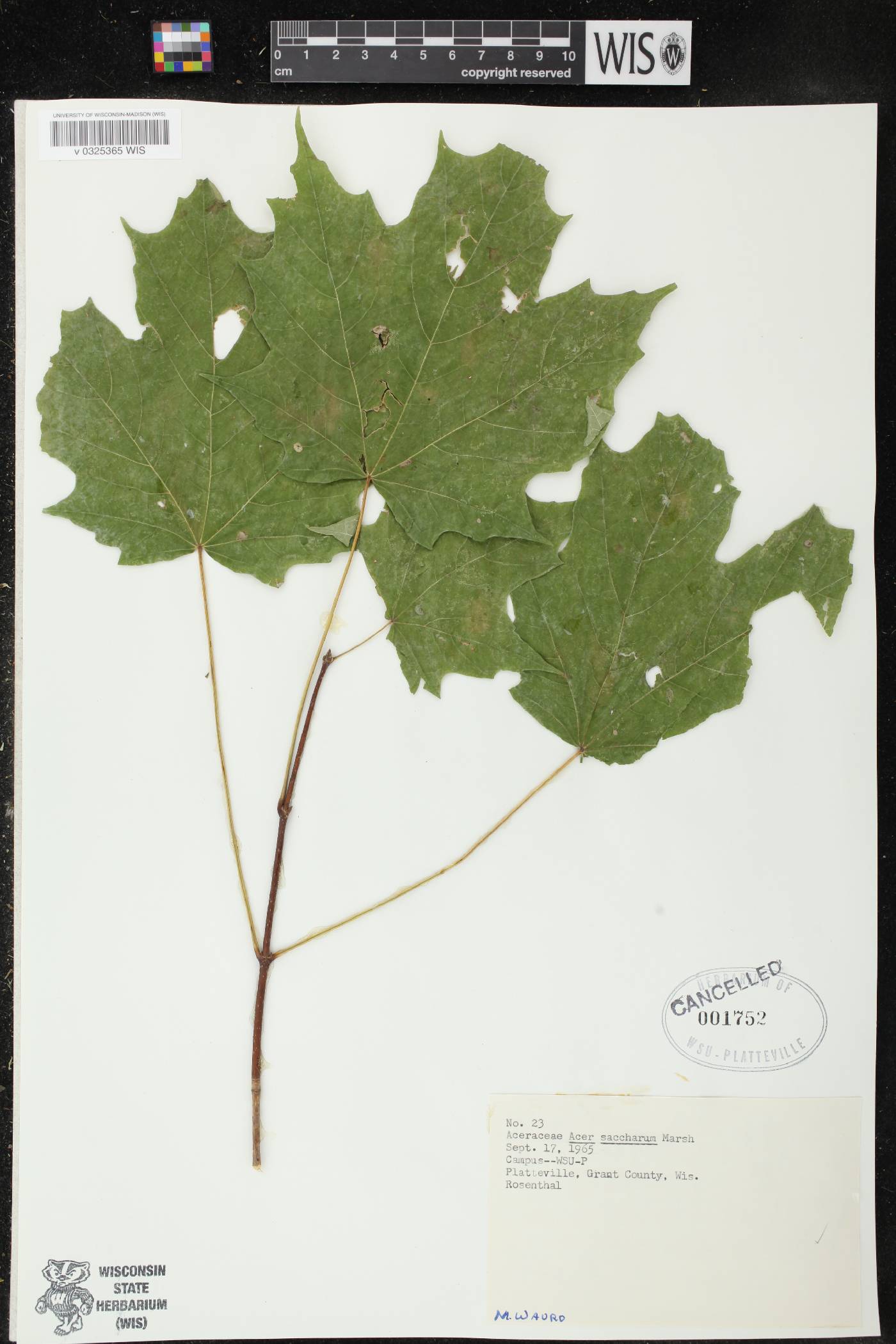 Acer saccharum image