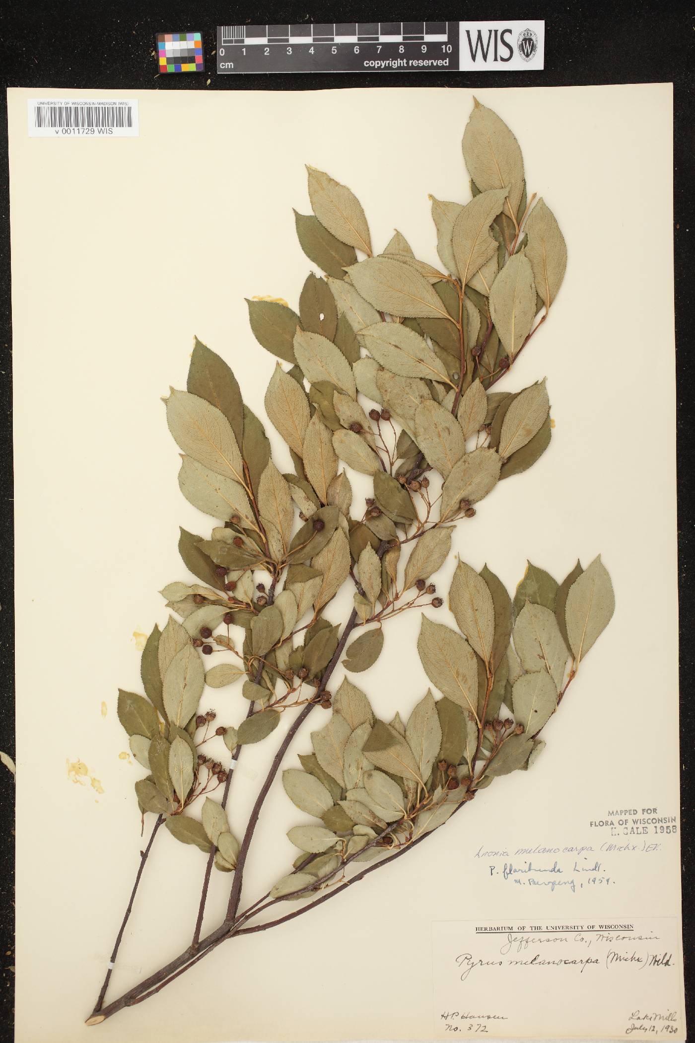 Aronia x prunifolia image