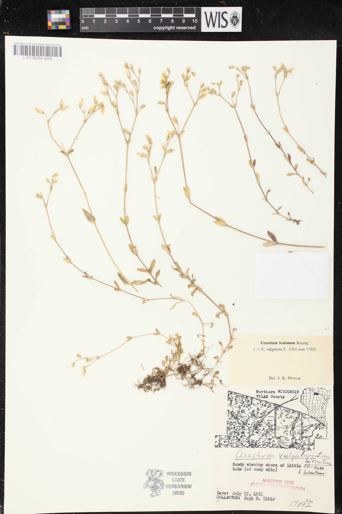 Cerastium fontanum image