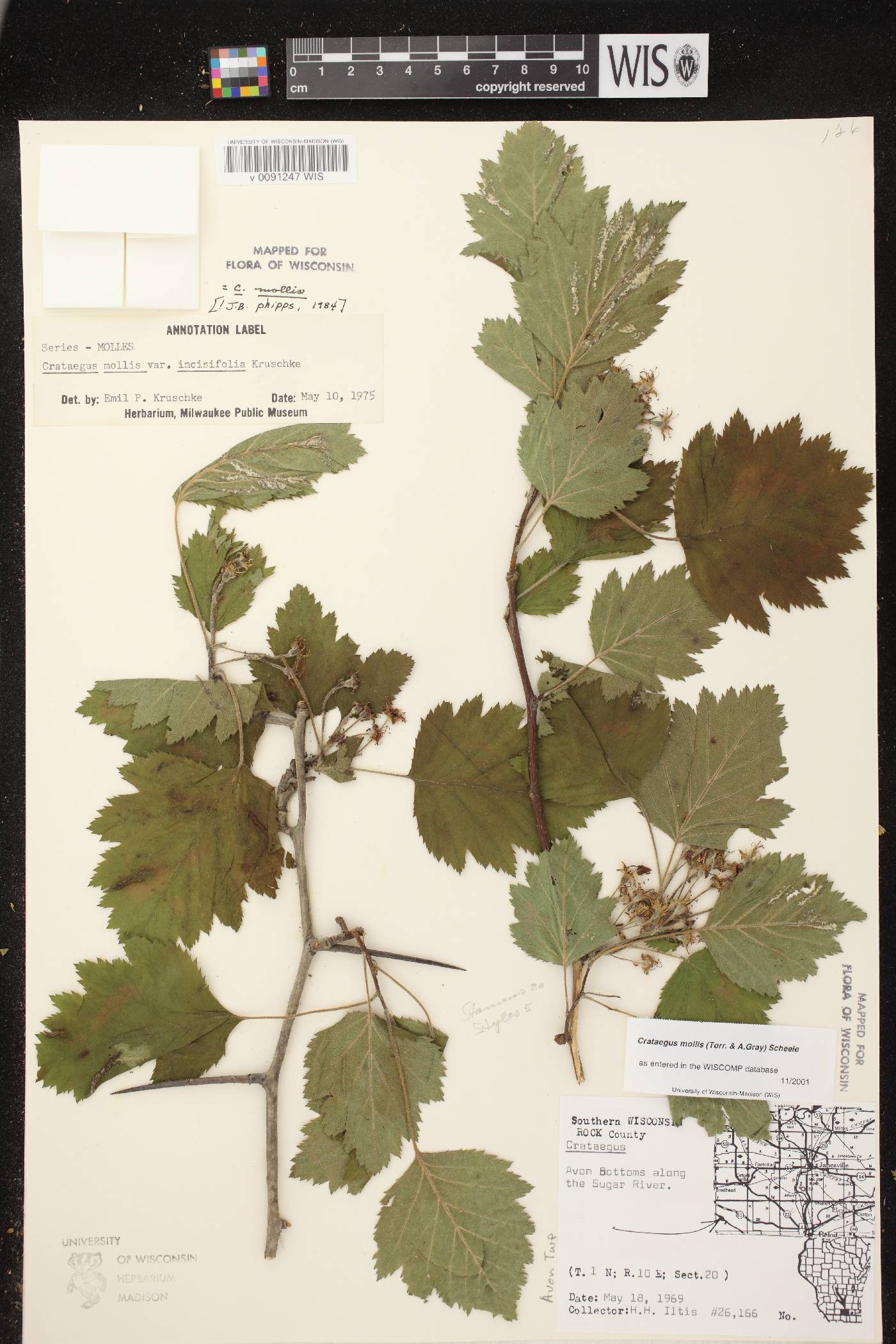 Crataegus mollis image