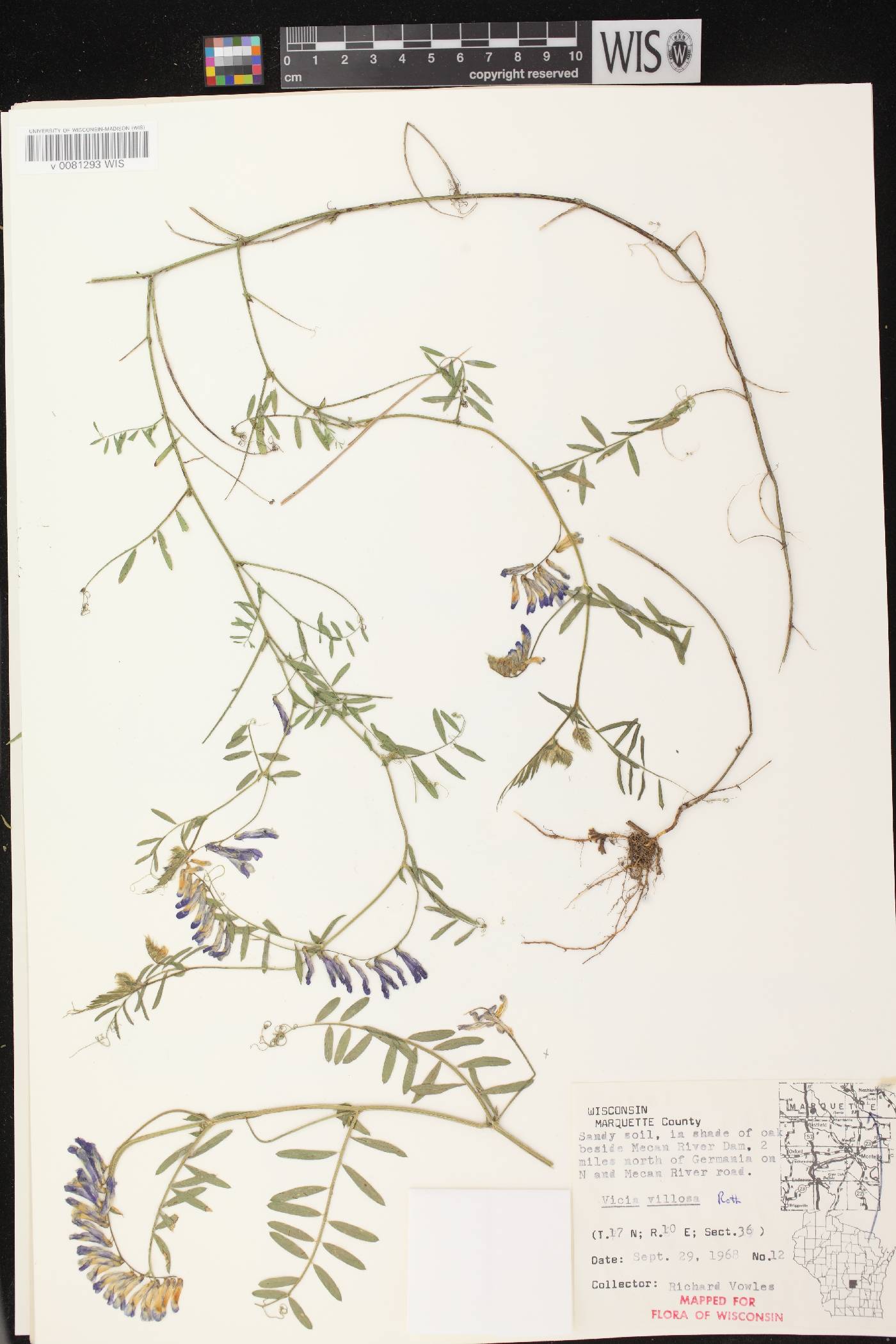 Vicia villosa image
