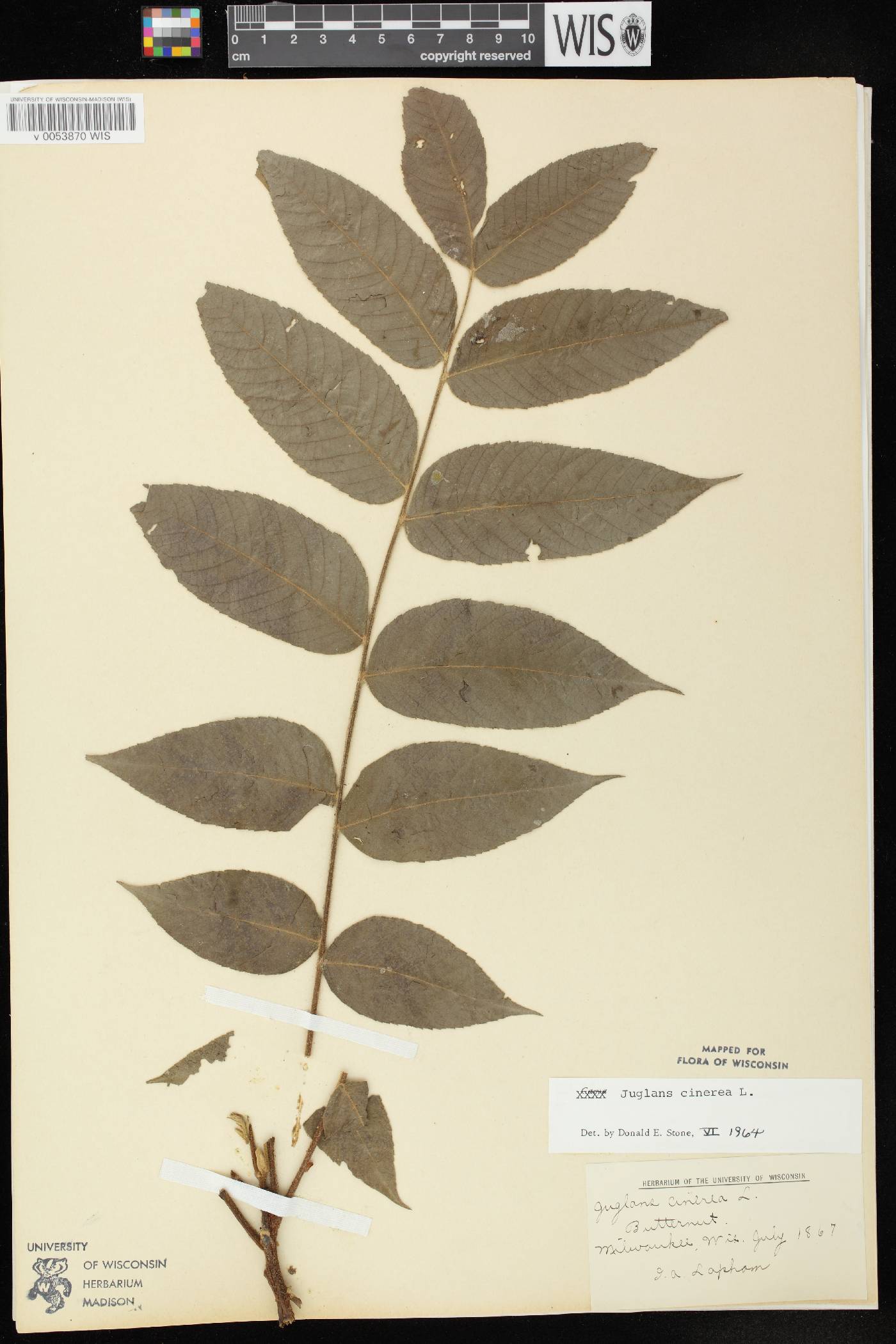 Juglans cinerea image