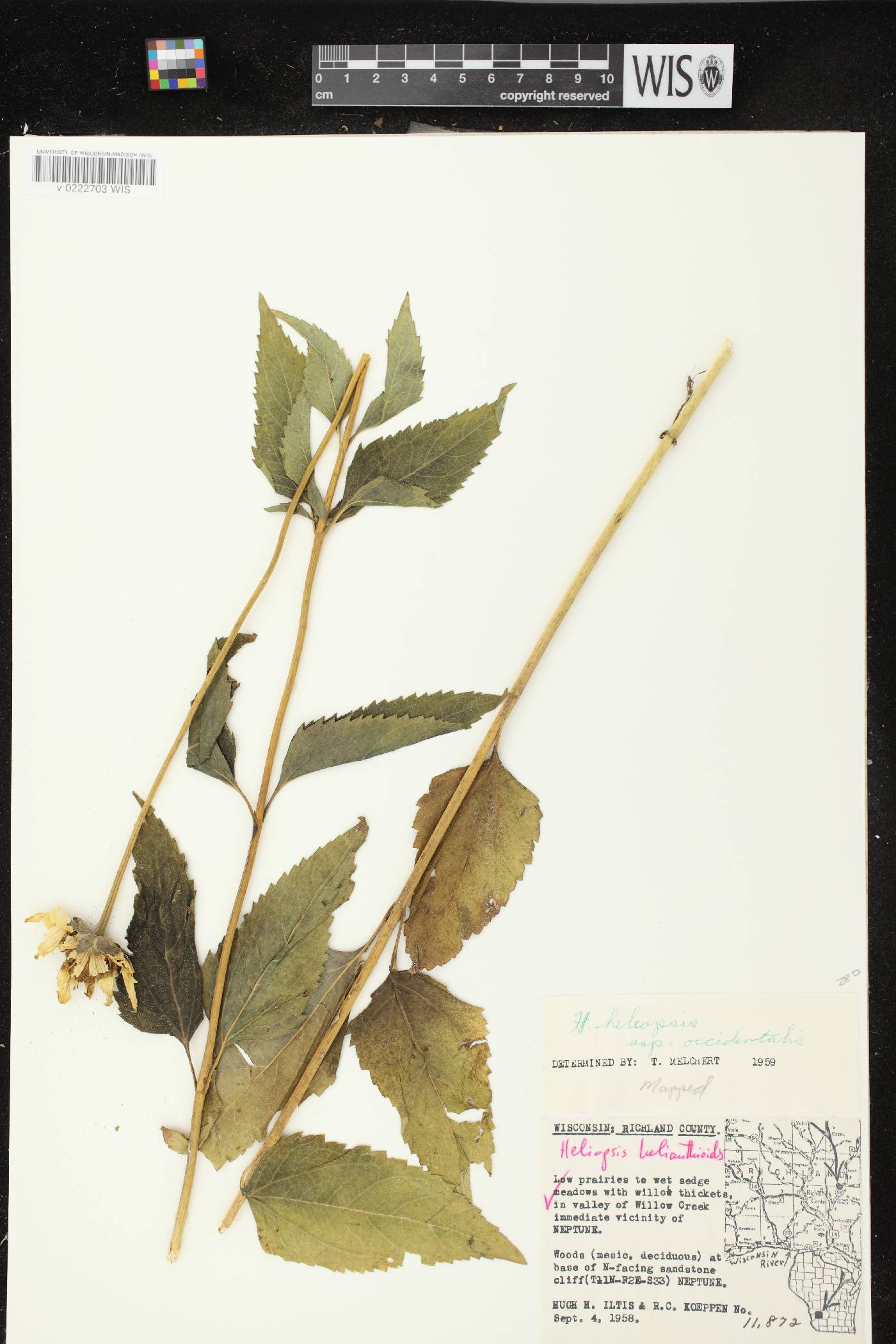 Heliopsis helianthoides image