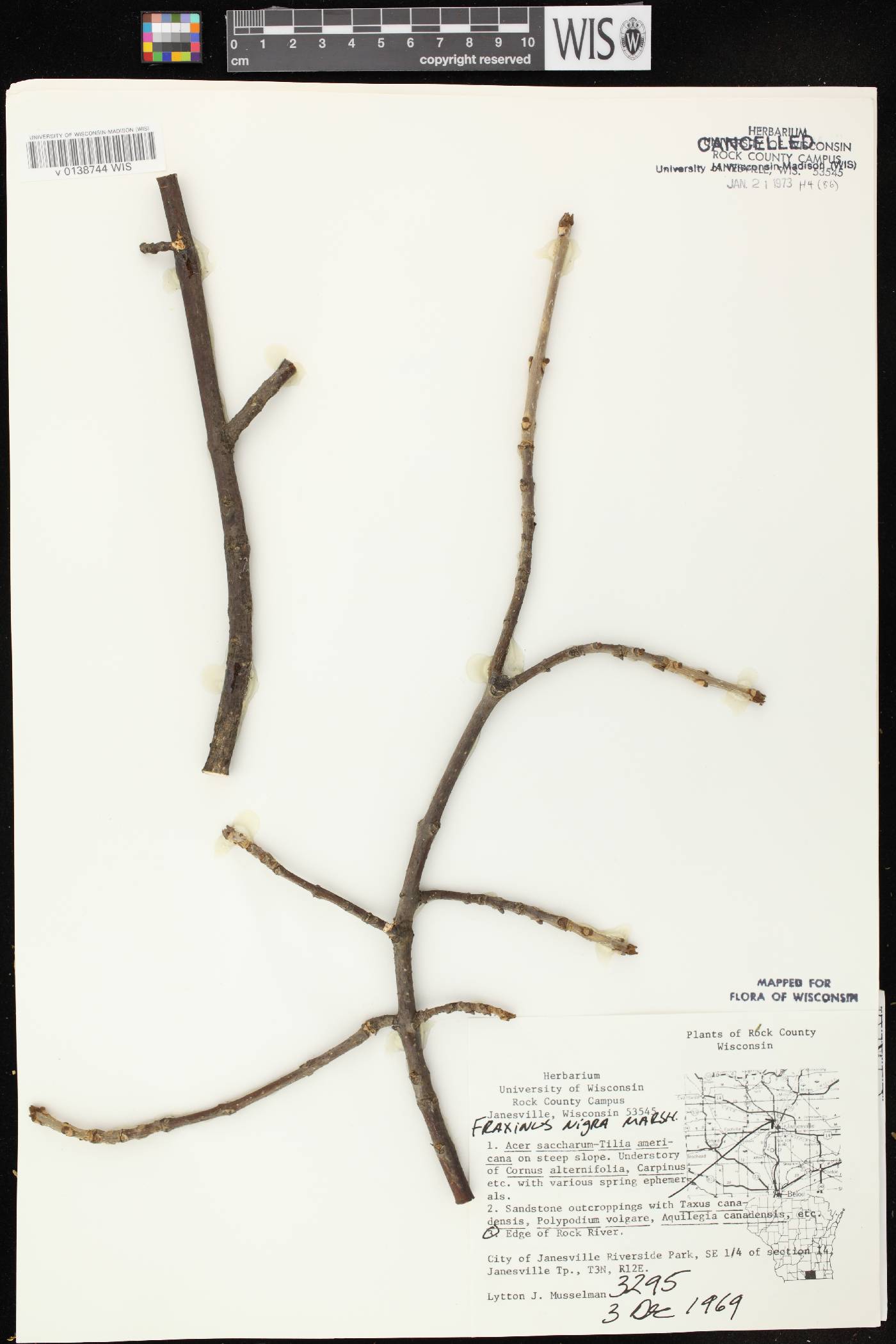 Fraxinus nigra image