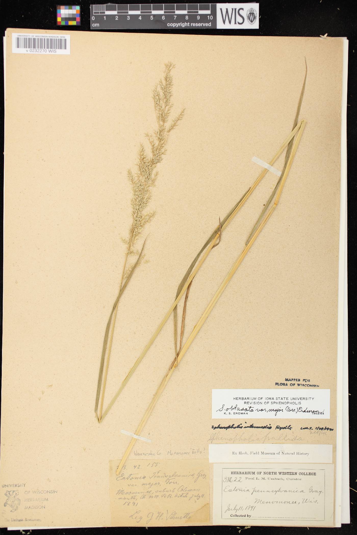 Sphenopholis intermedia image