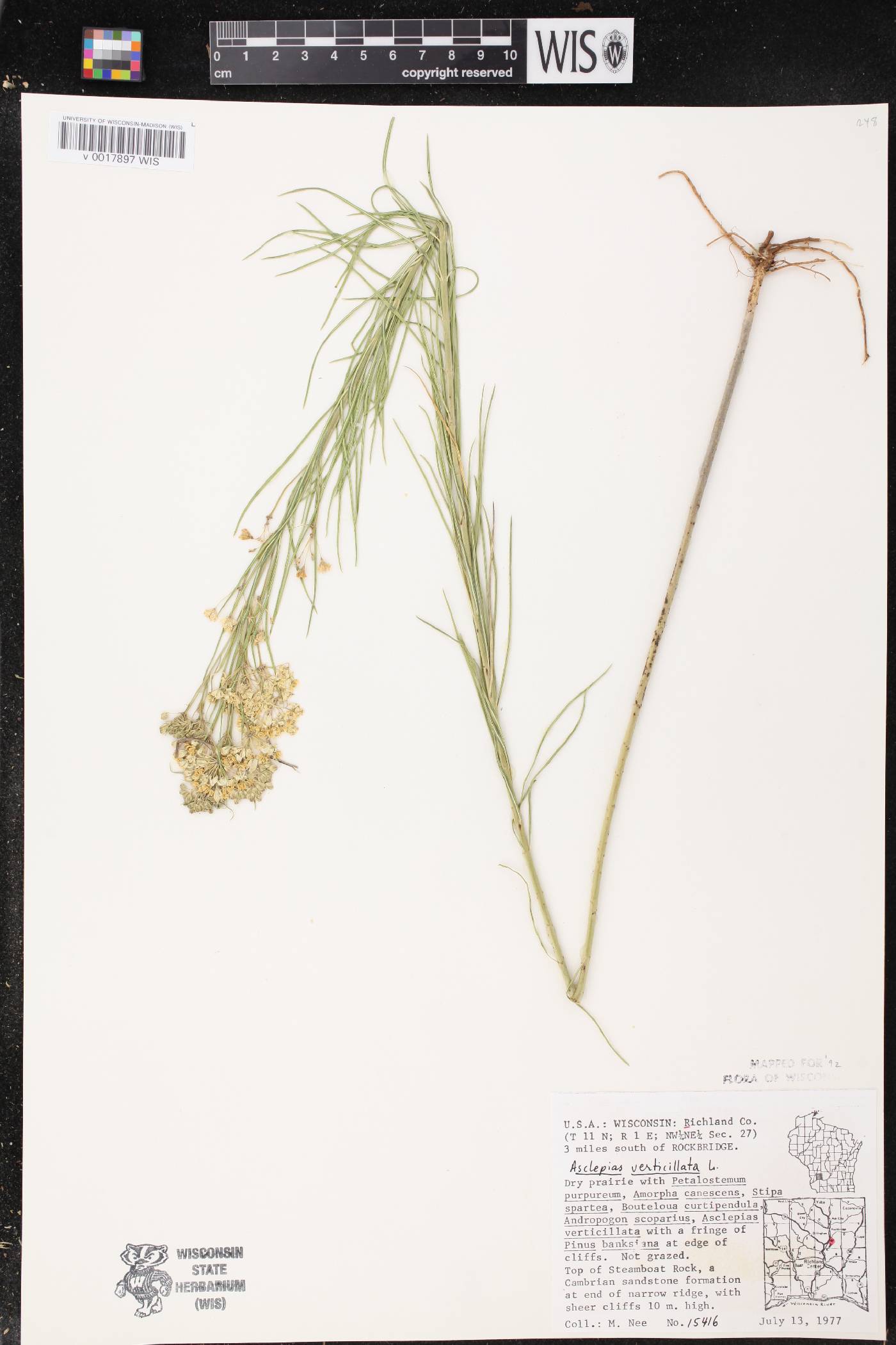 Asclepias verticillata image