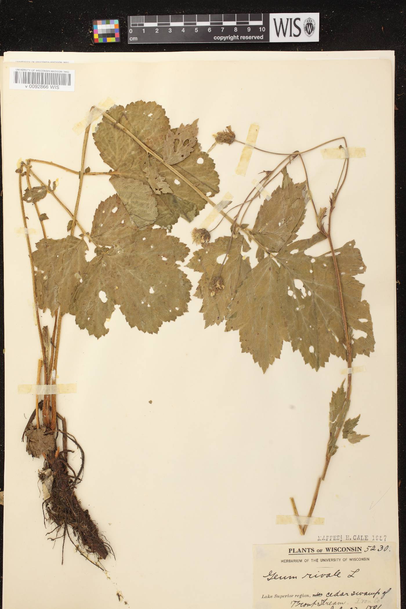 Geum rivale image