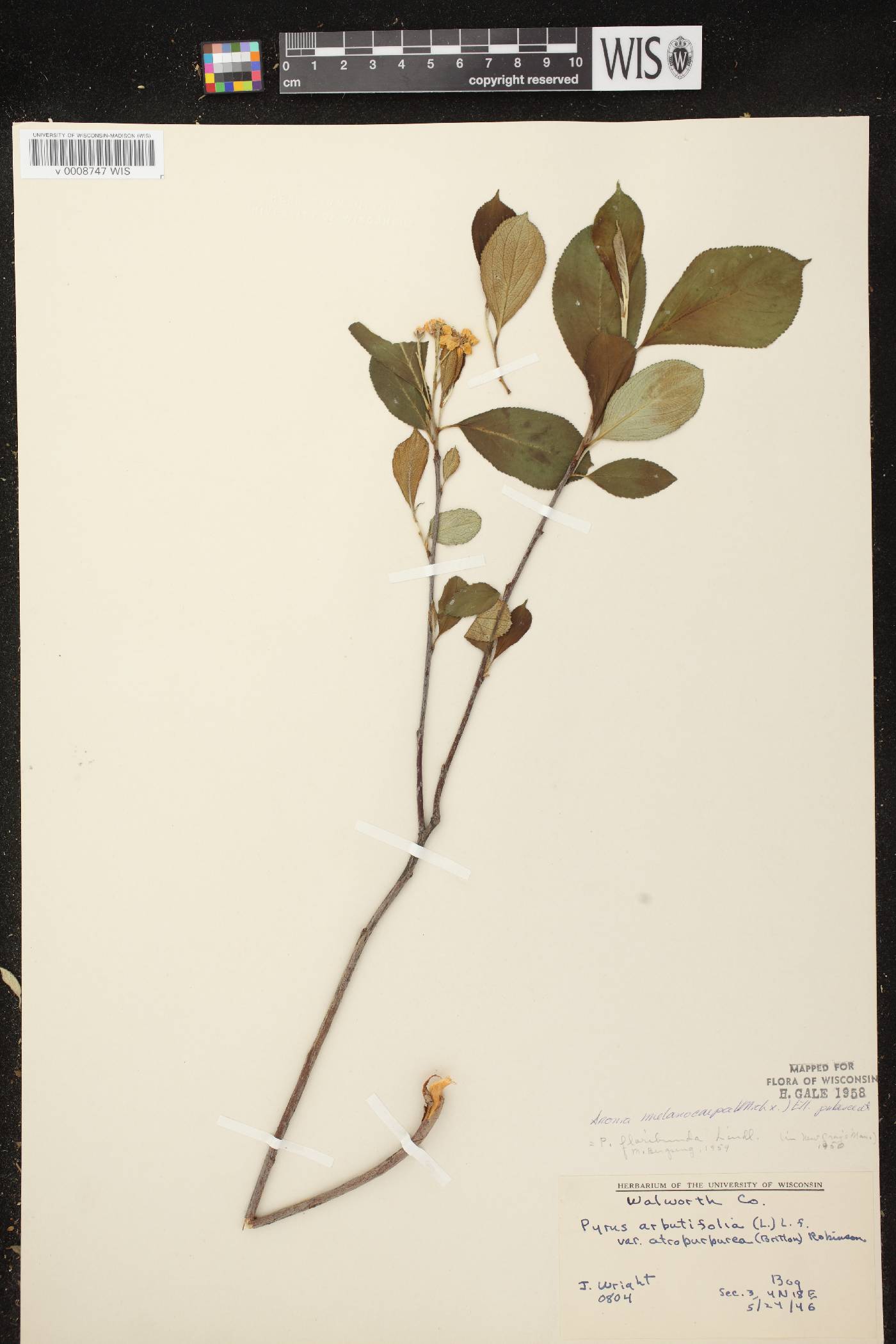 Aronia x prunifolia image