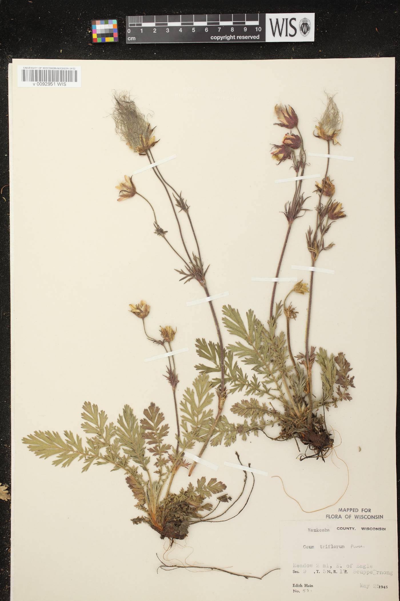 Geum triflorum var. triflorum image