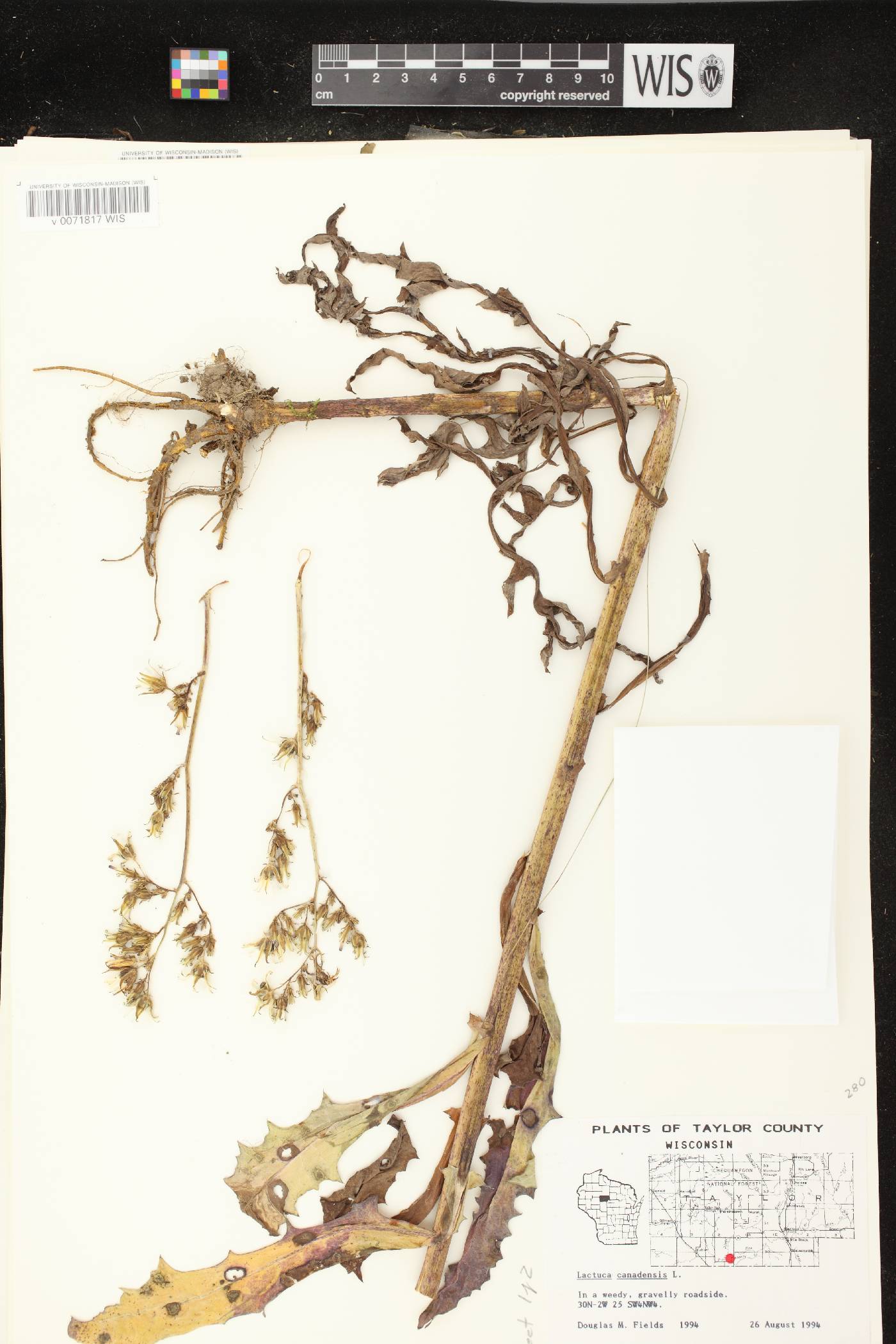 Lactuca canadensis image