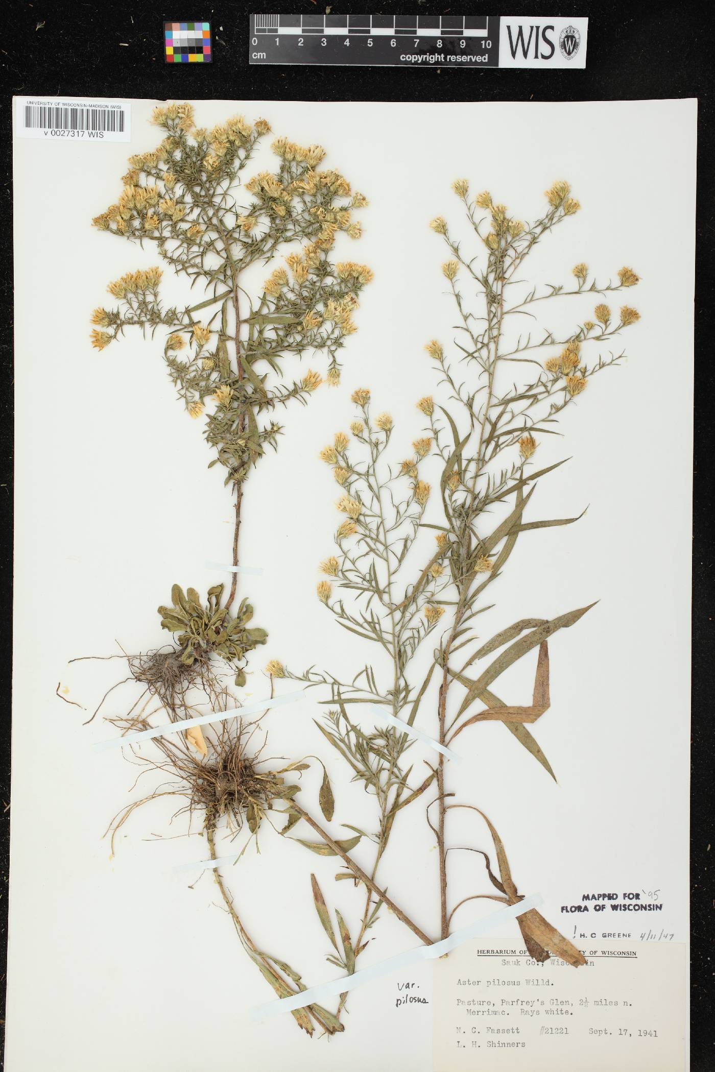Symphyotrichum pilosum var. pilosum image