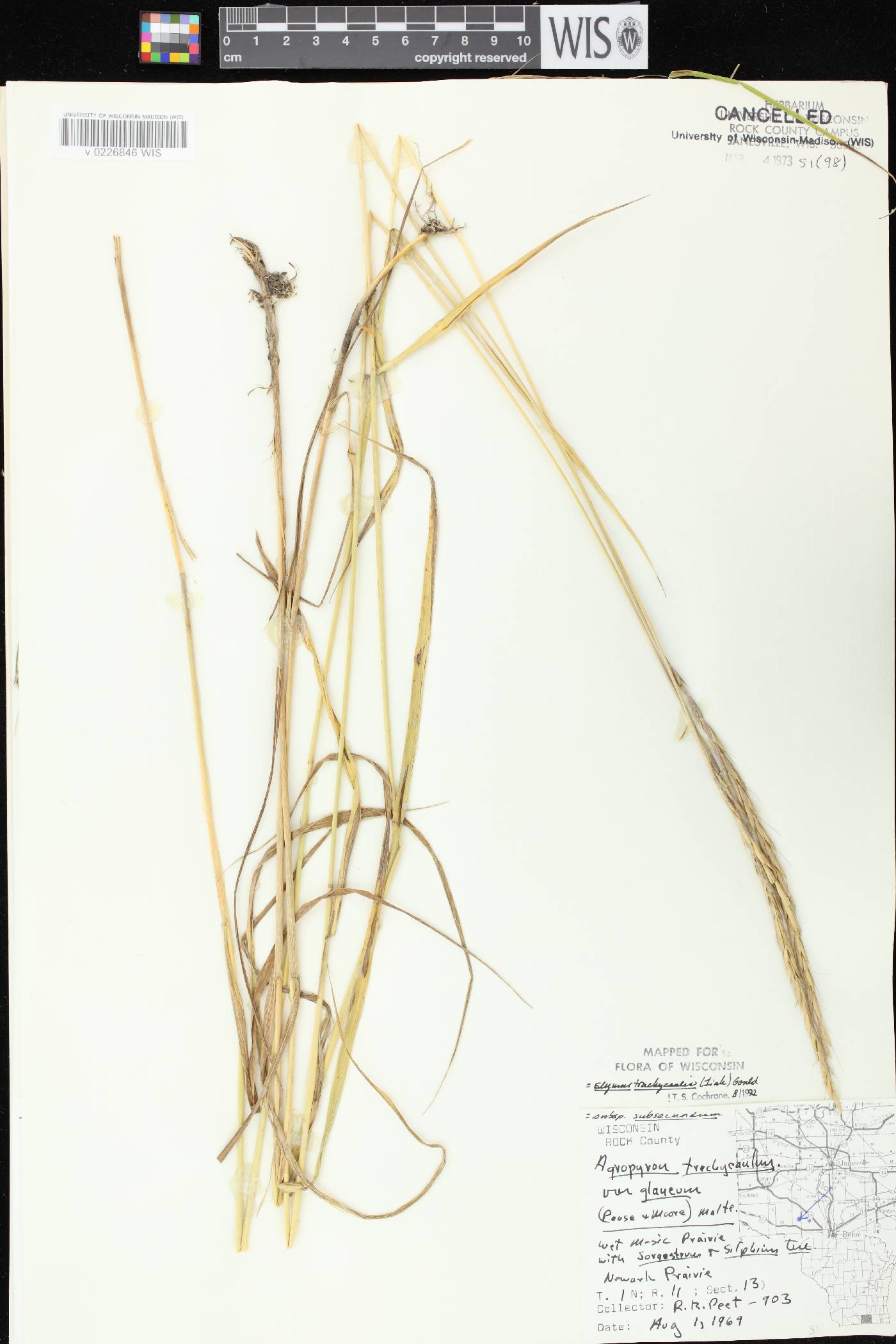 Elymus trachycaulus subsp. subsecundus image