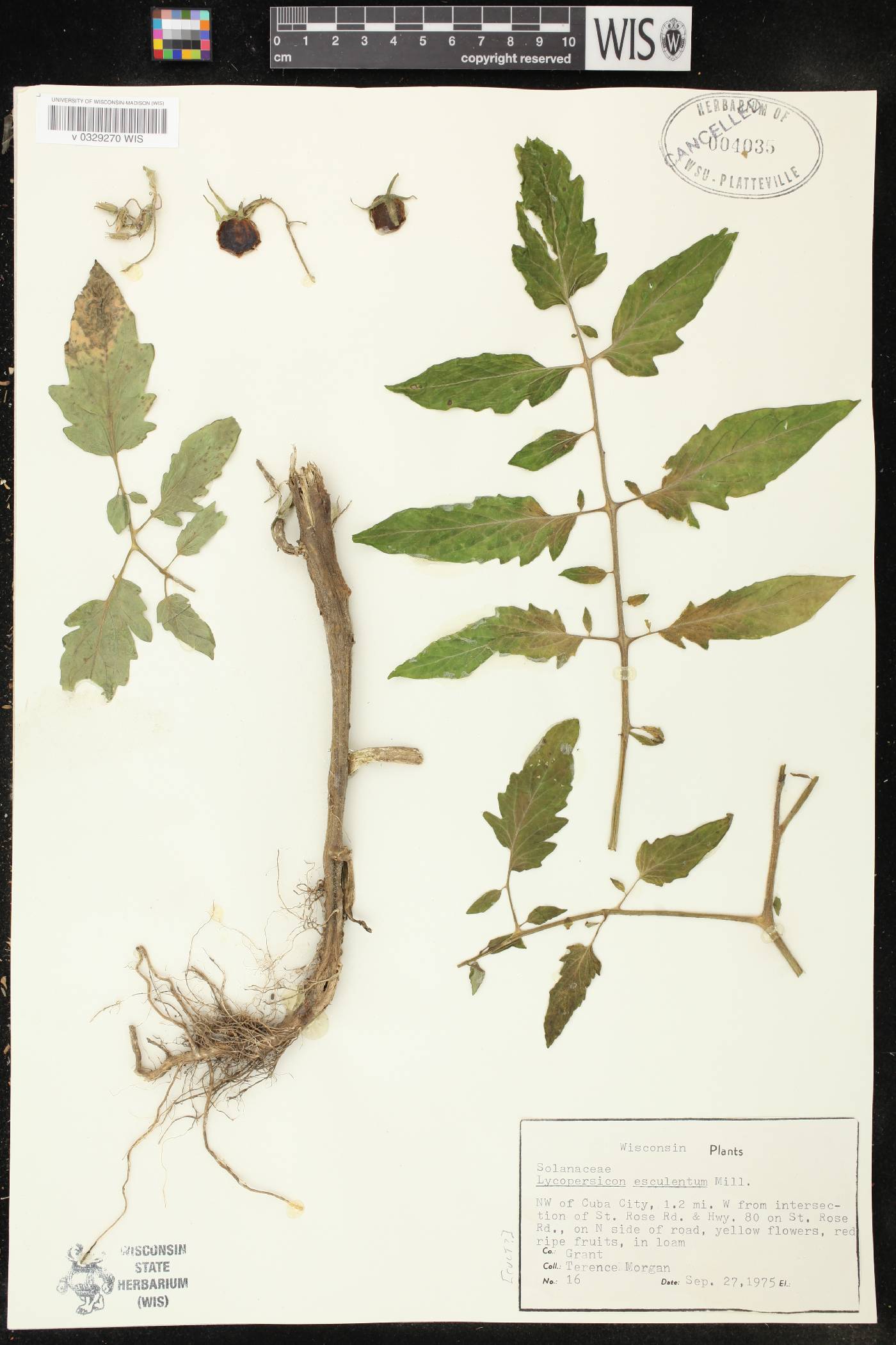 Solanum lycopersicum image