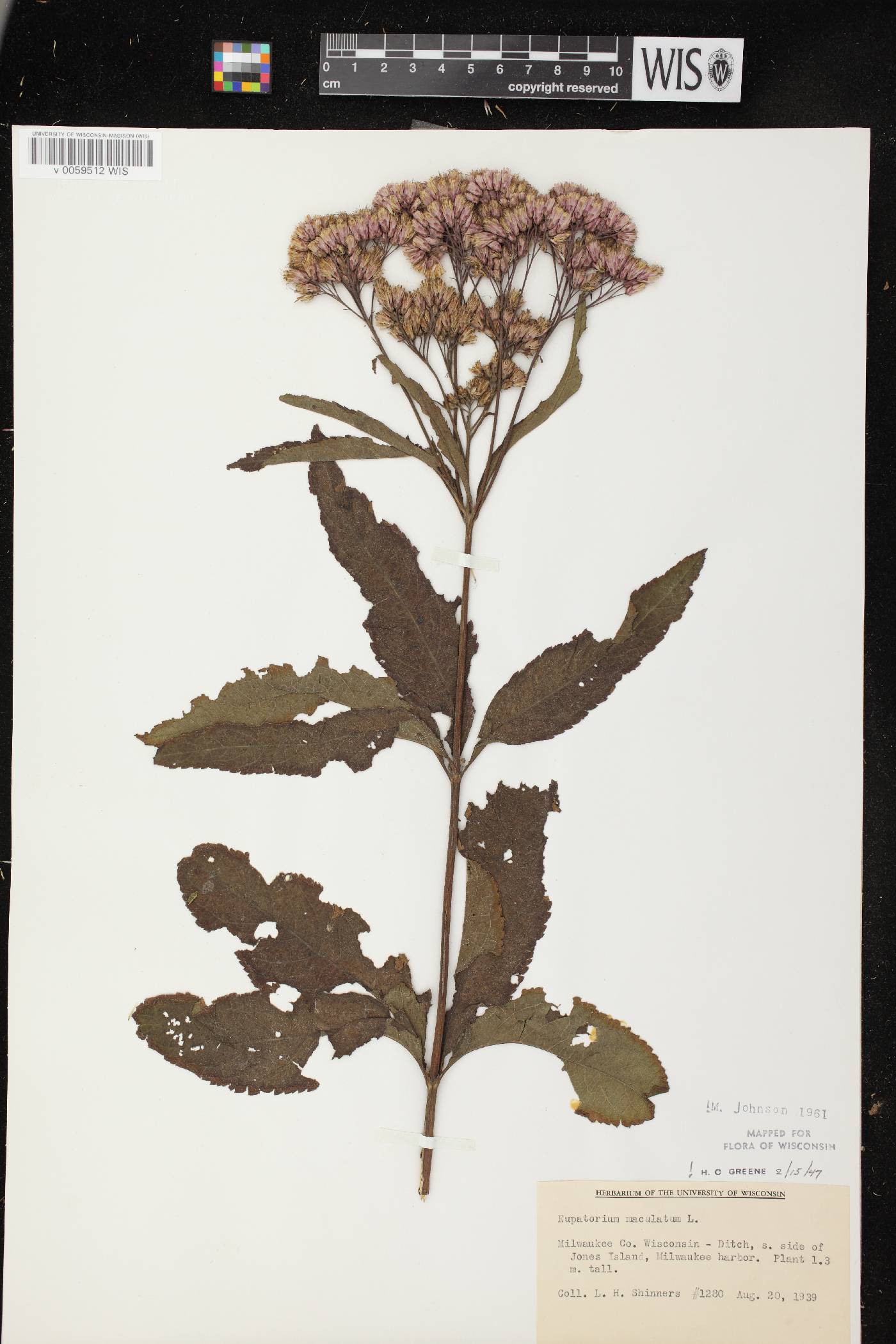 Eutrochium maculatum var. maculatum image