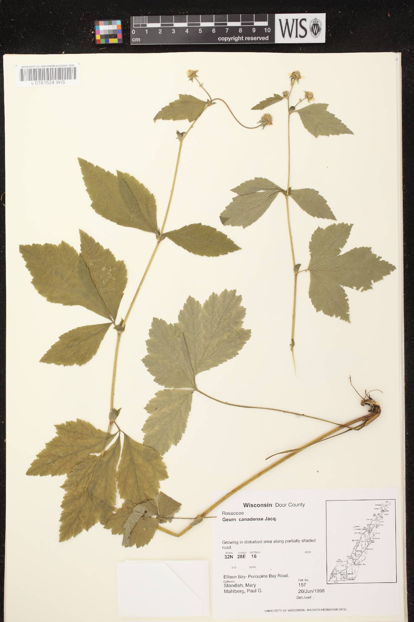 Geum canadense image