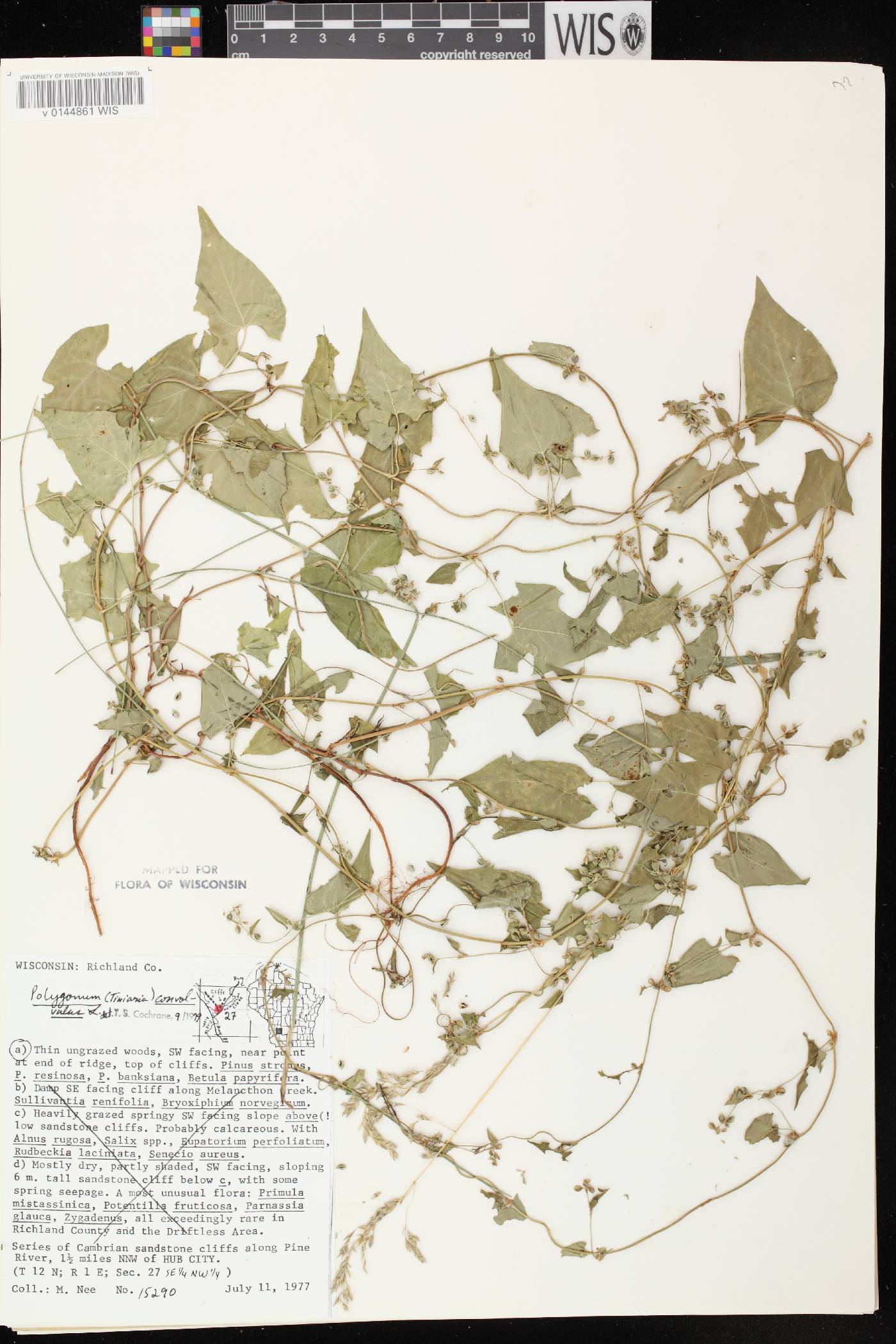 Fallopia convolvulus image