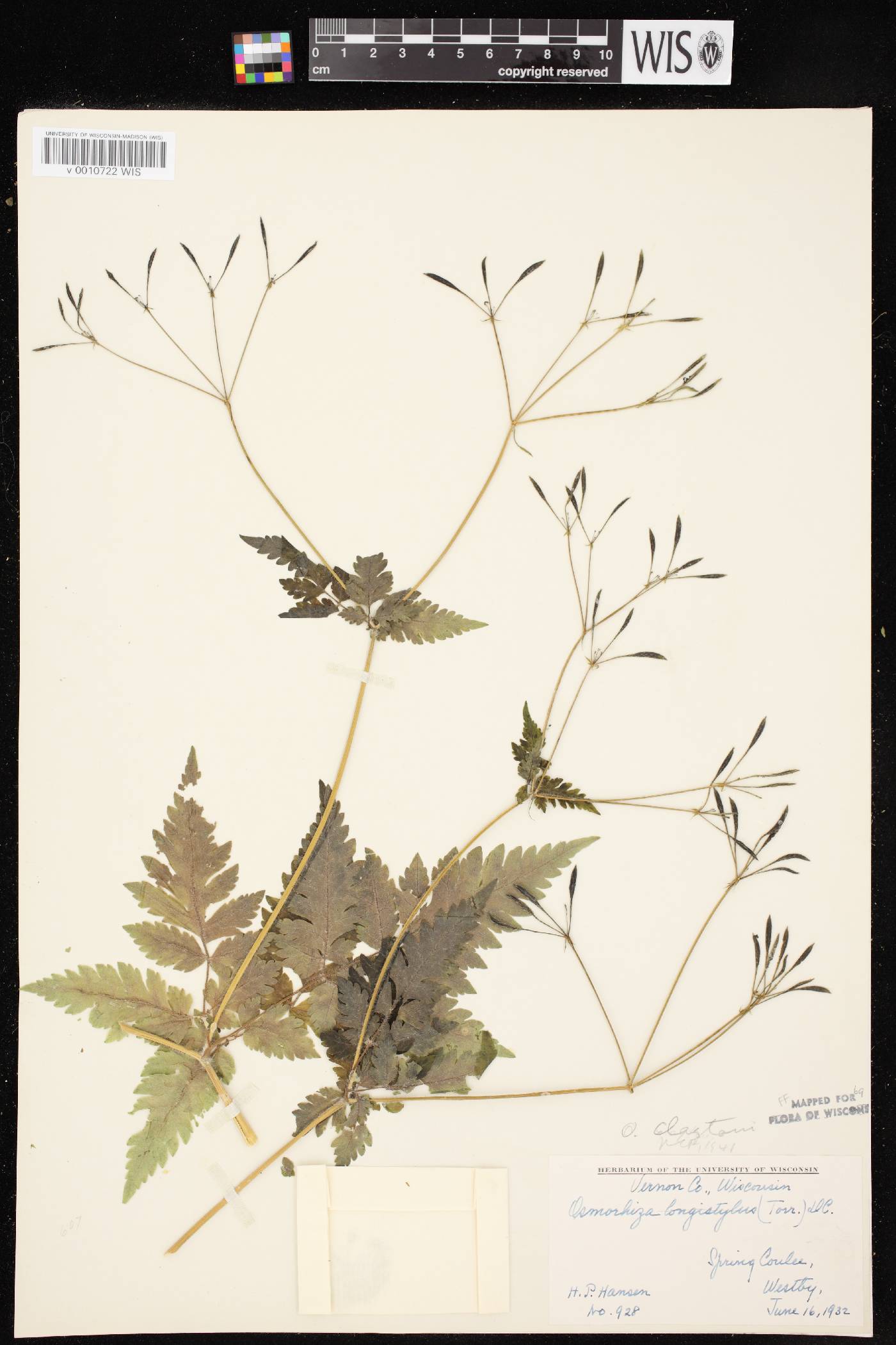Osmorhiza claytonii image