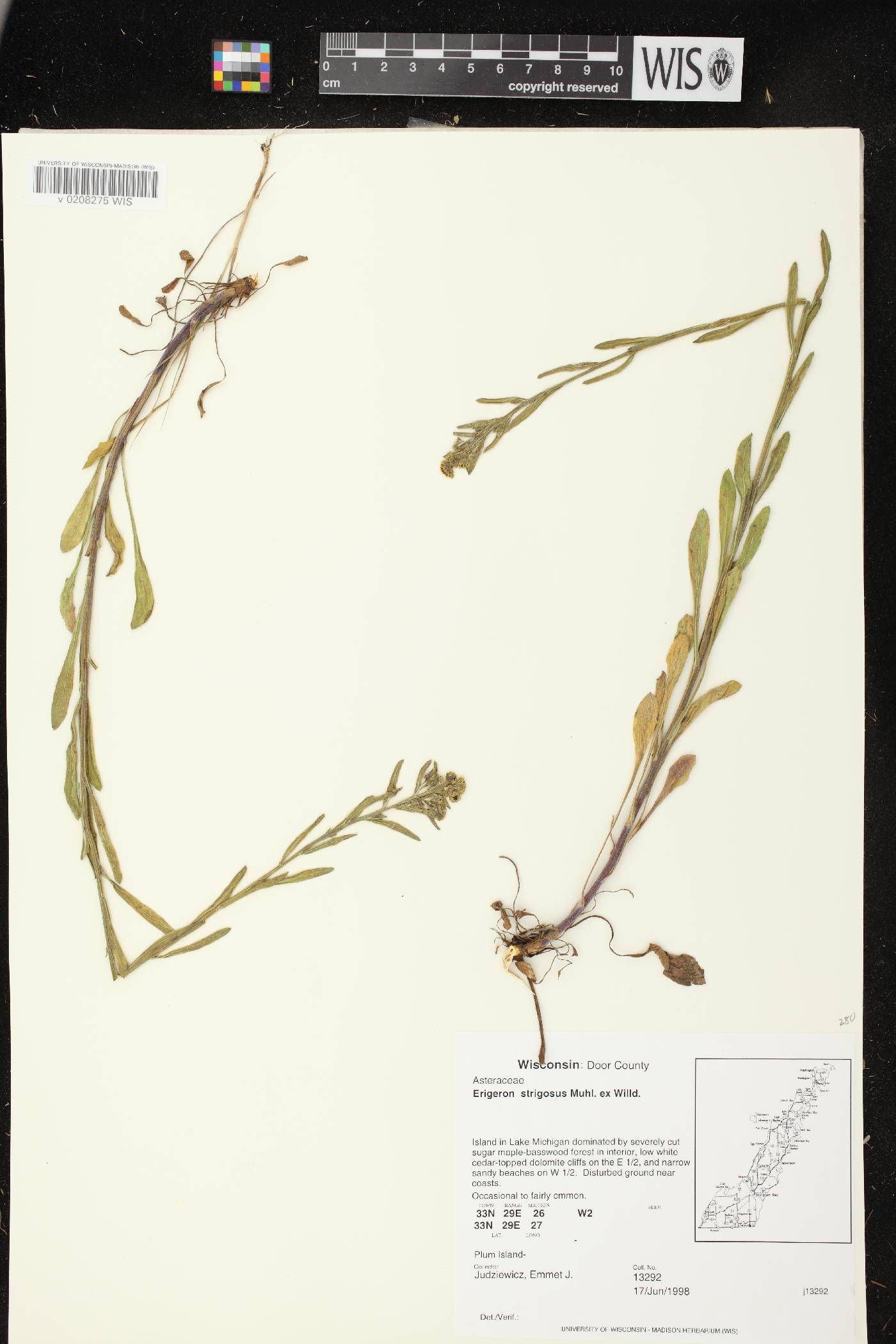 Erigeron strigosus image