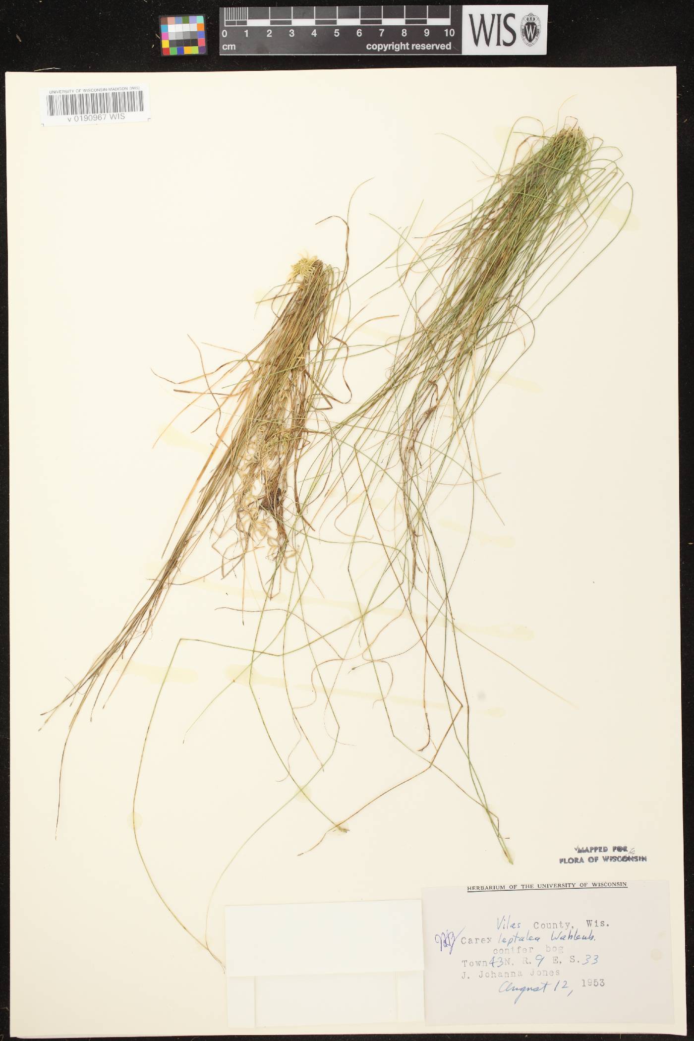 Carex leptalea image
