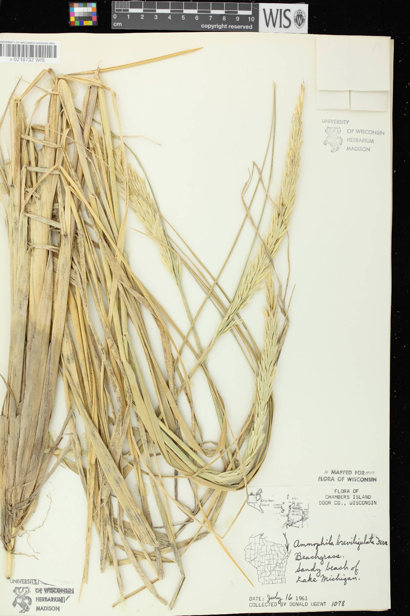 Ammophila breviligulata image