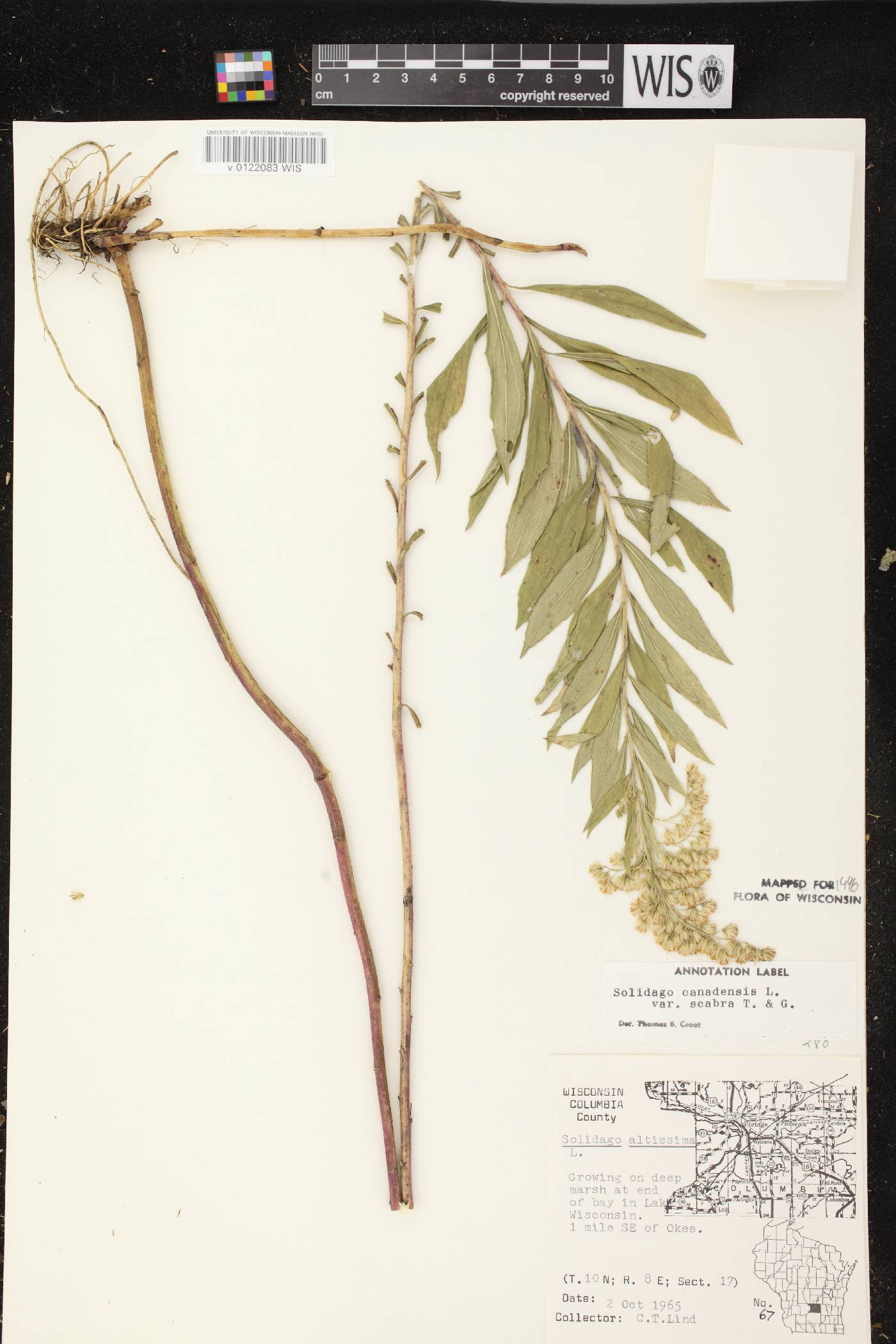Solidago altissima subsp. altissima image