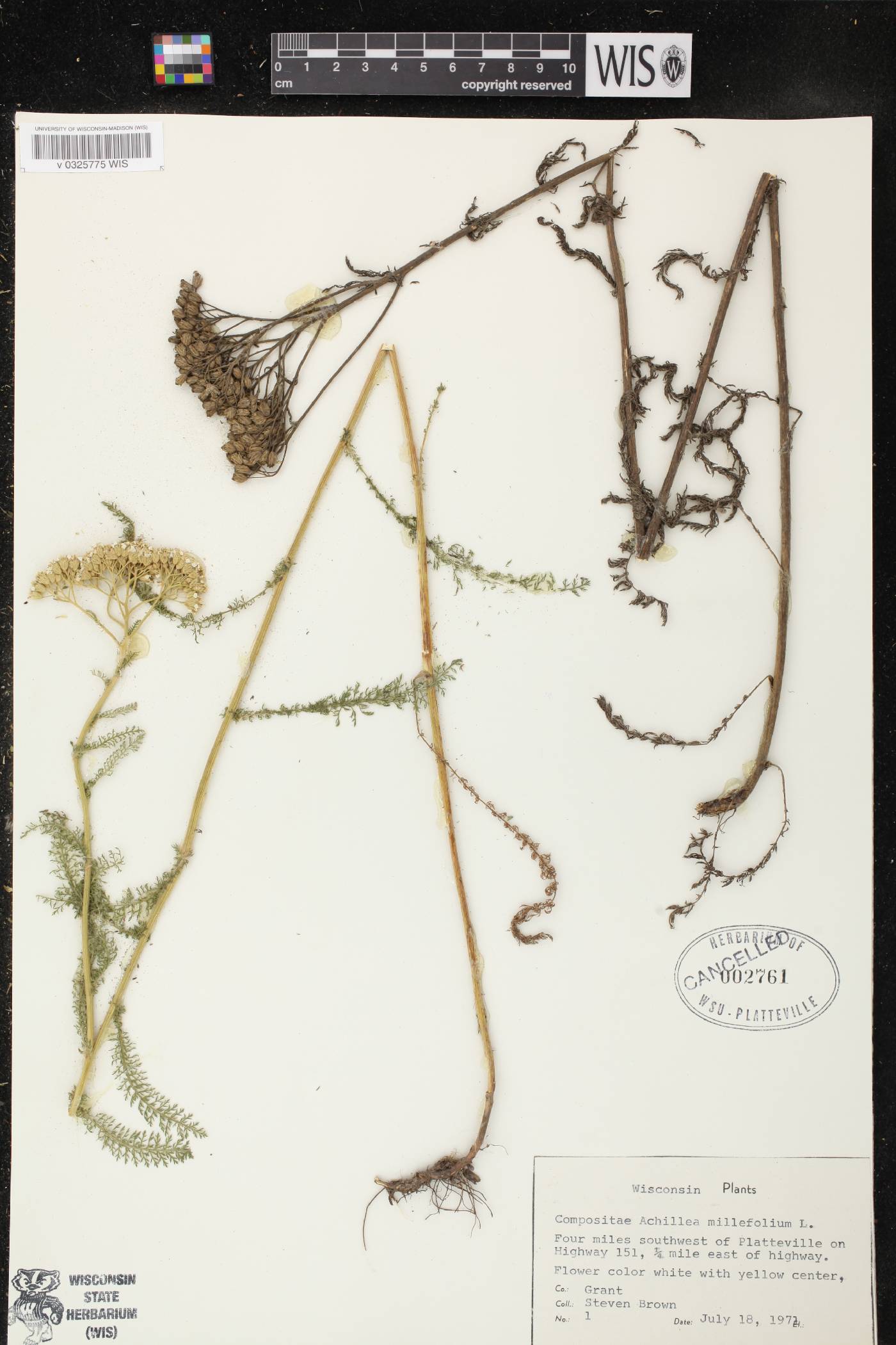 Achillea millefolium image