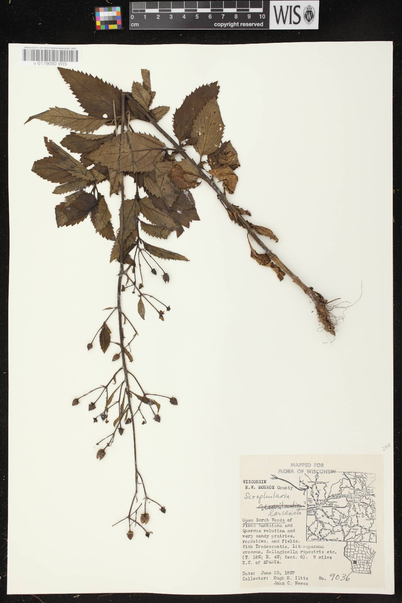 Scrophularia lanceolata image