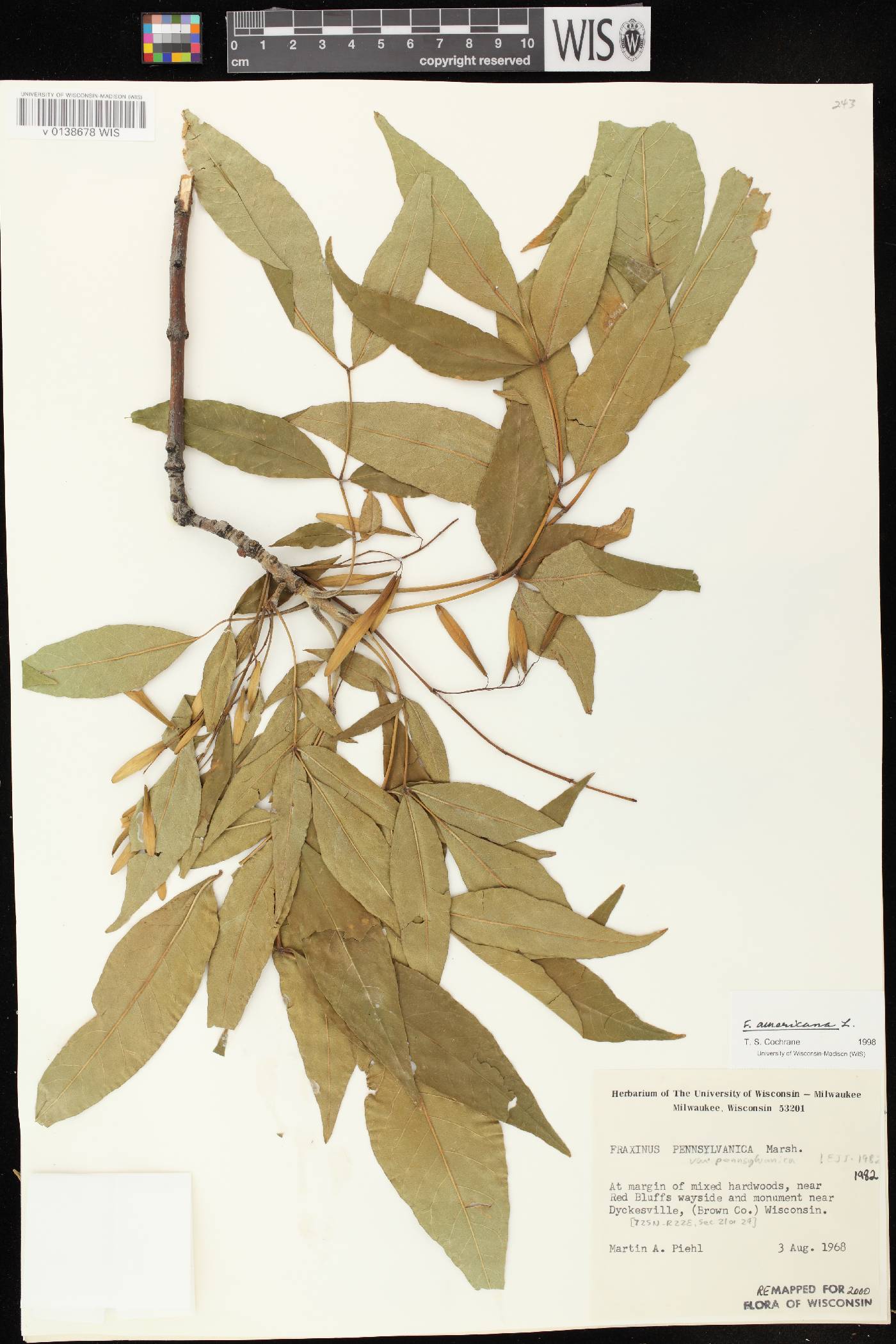 Fraxinus americana image