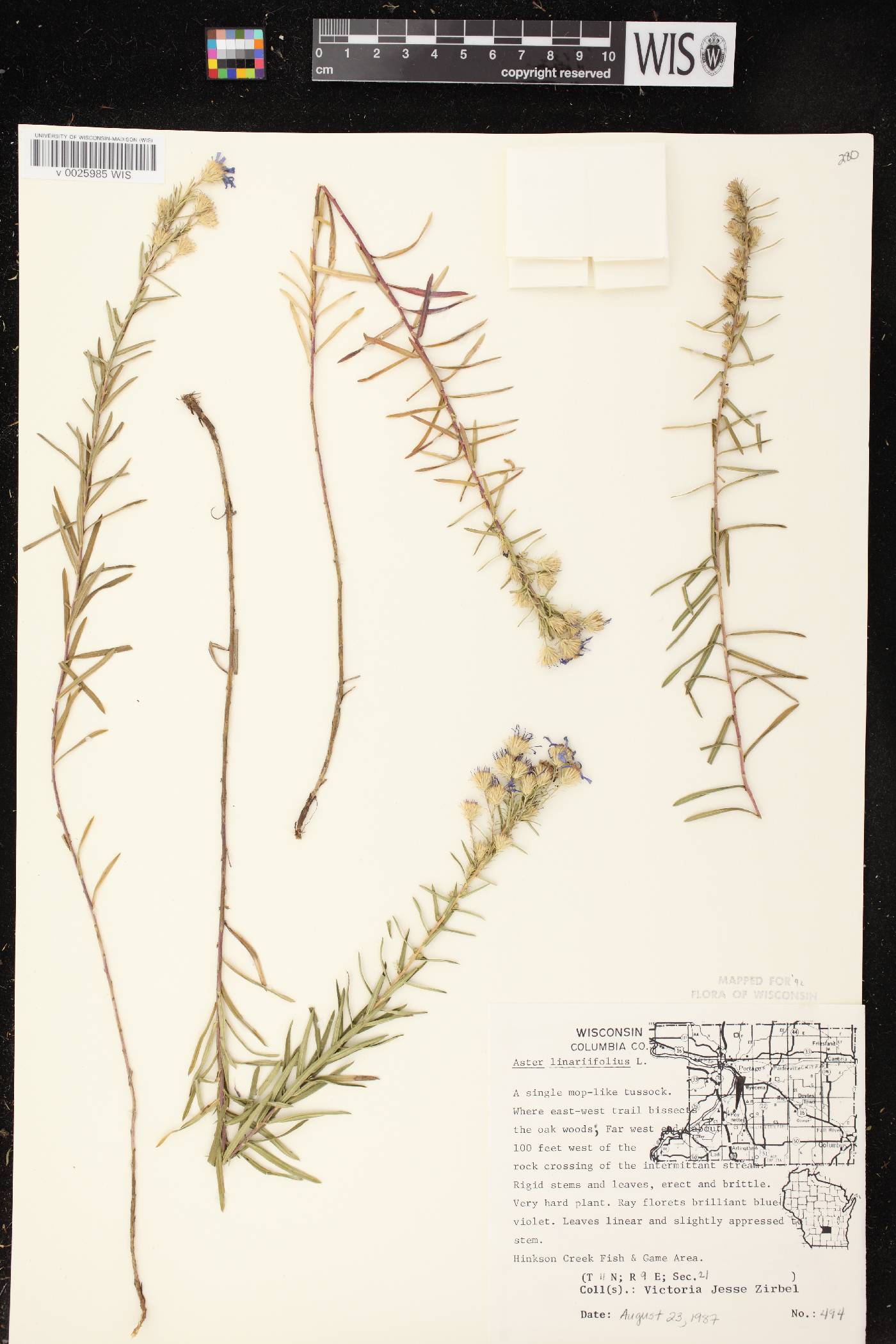 Ionactis linariifolia image