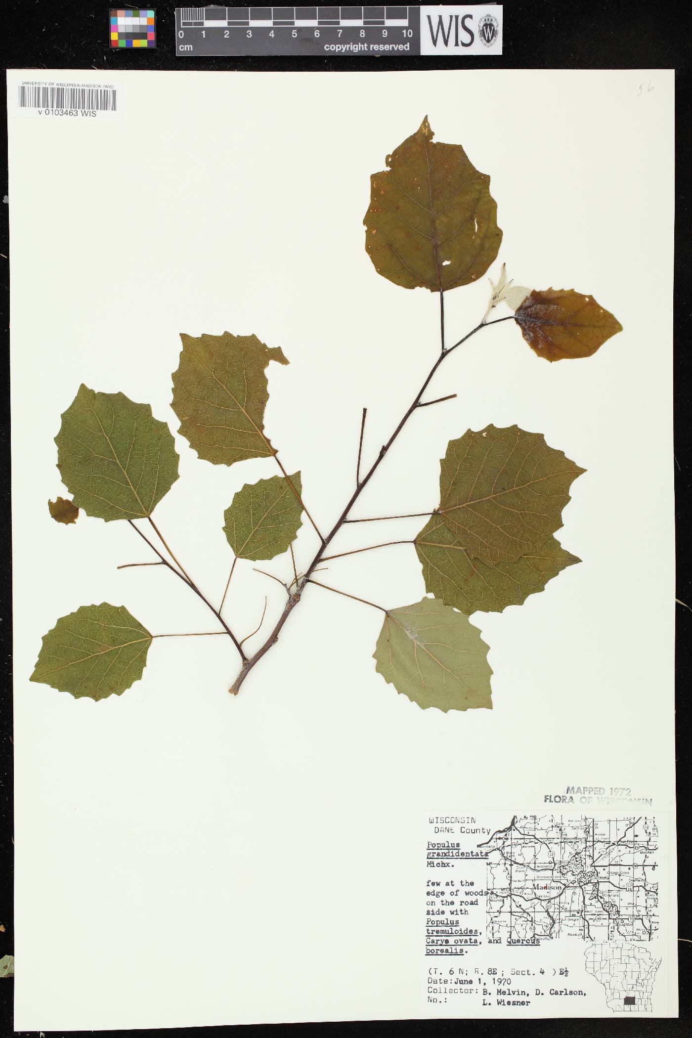 Populus grandidentata image