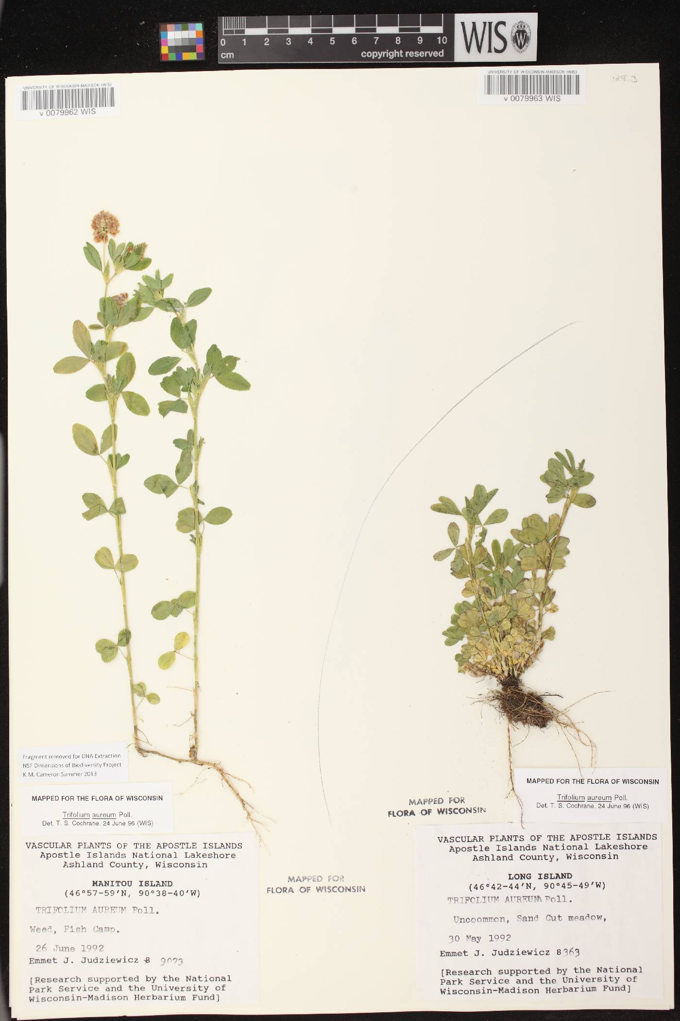 Trifolium aureum image