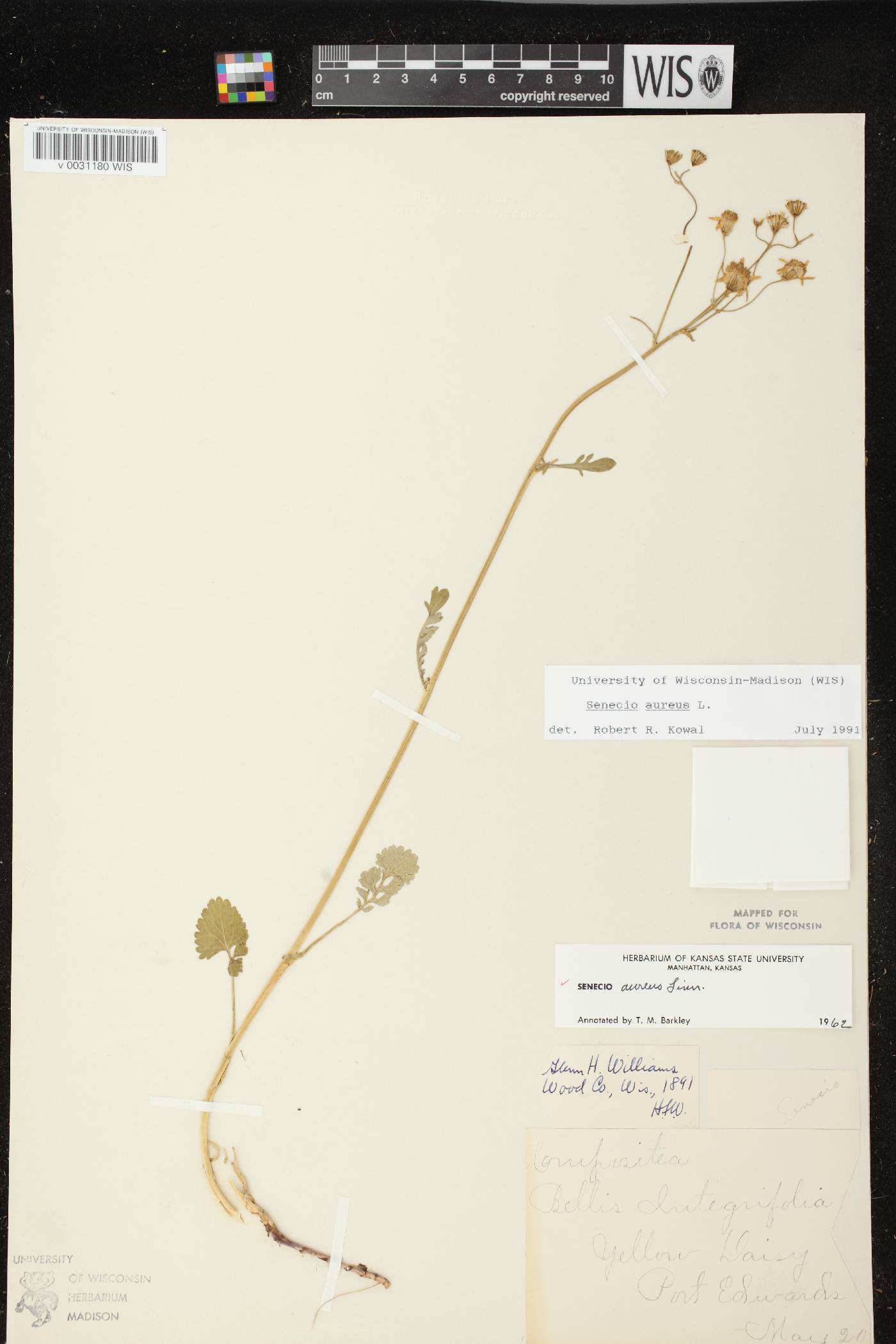 Packera aurea image