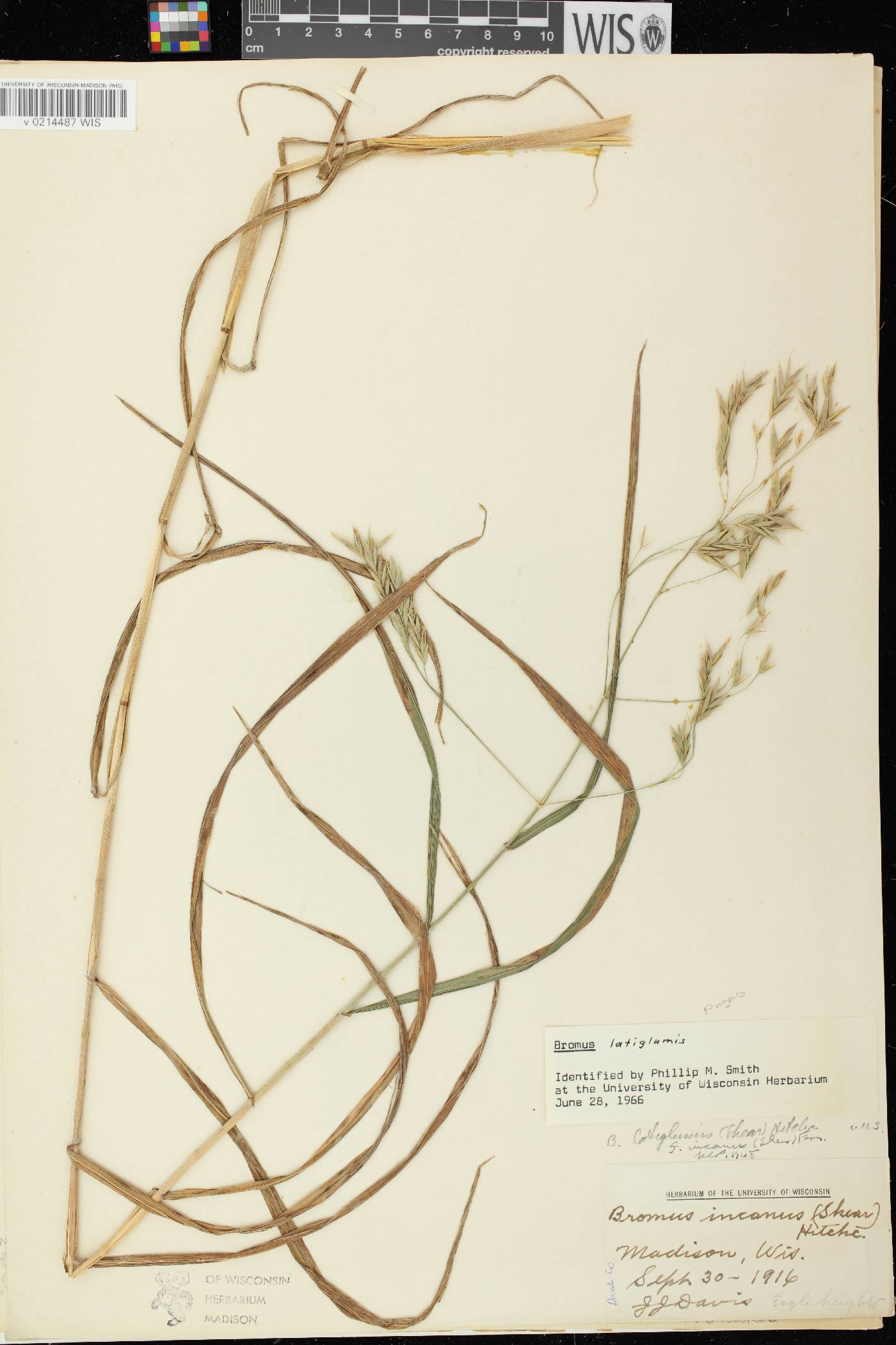 Bromus latiglumis image