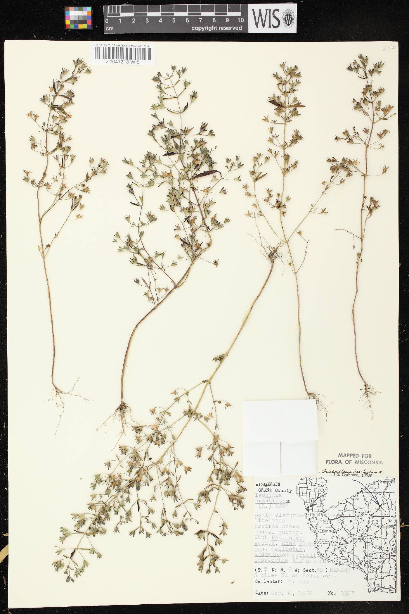 Trichostema brachiatum image