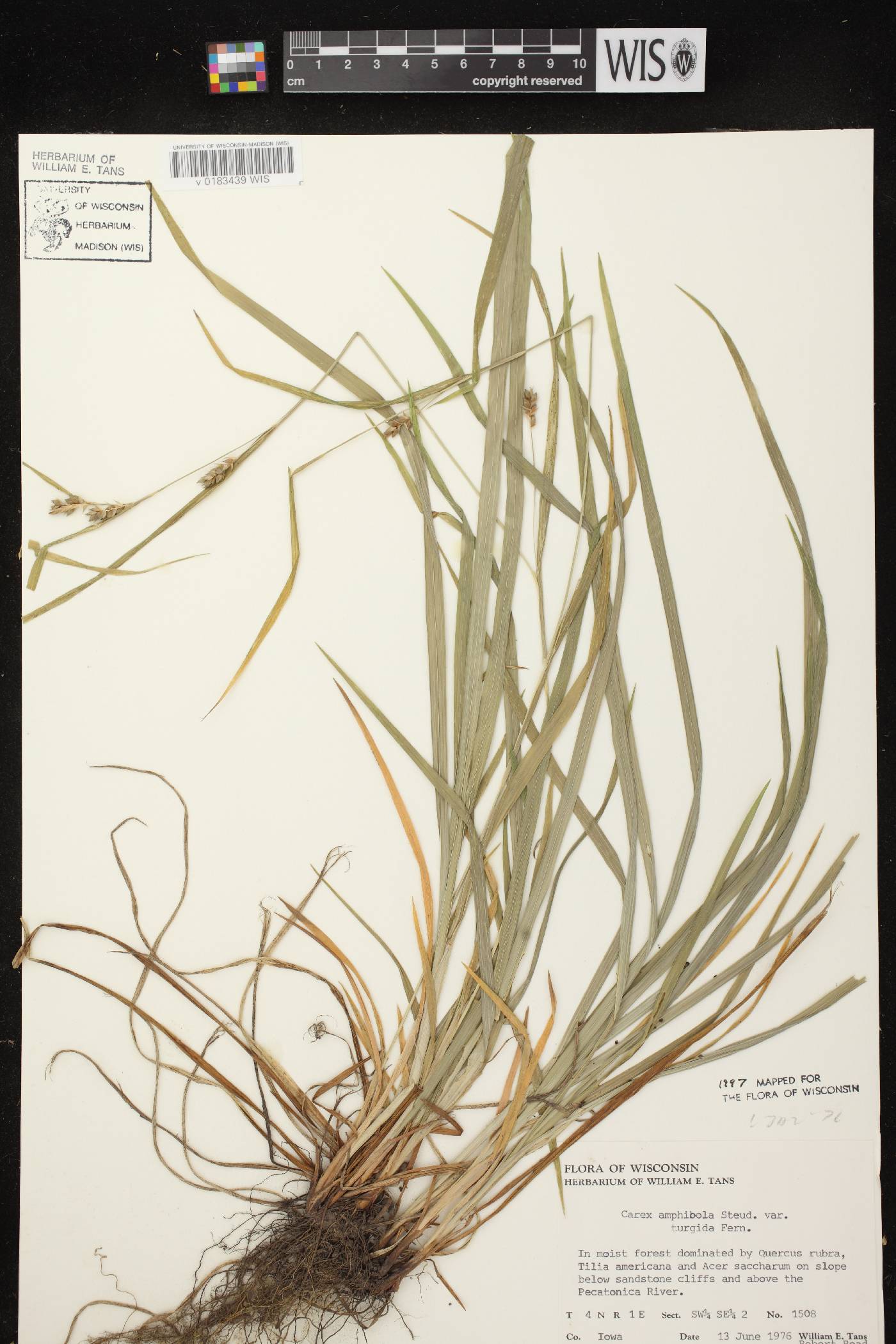 Carex grisea image