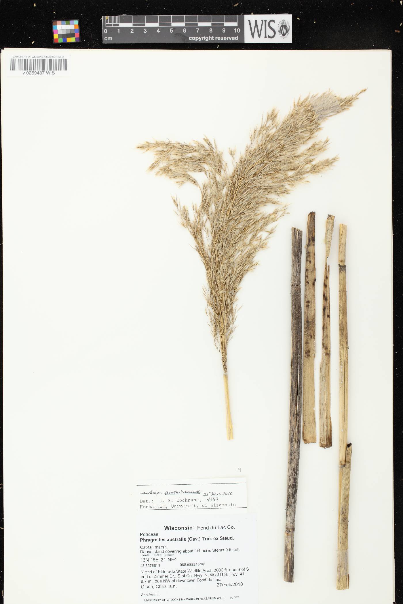 Phragmites australis subsp. americanus image