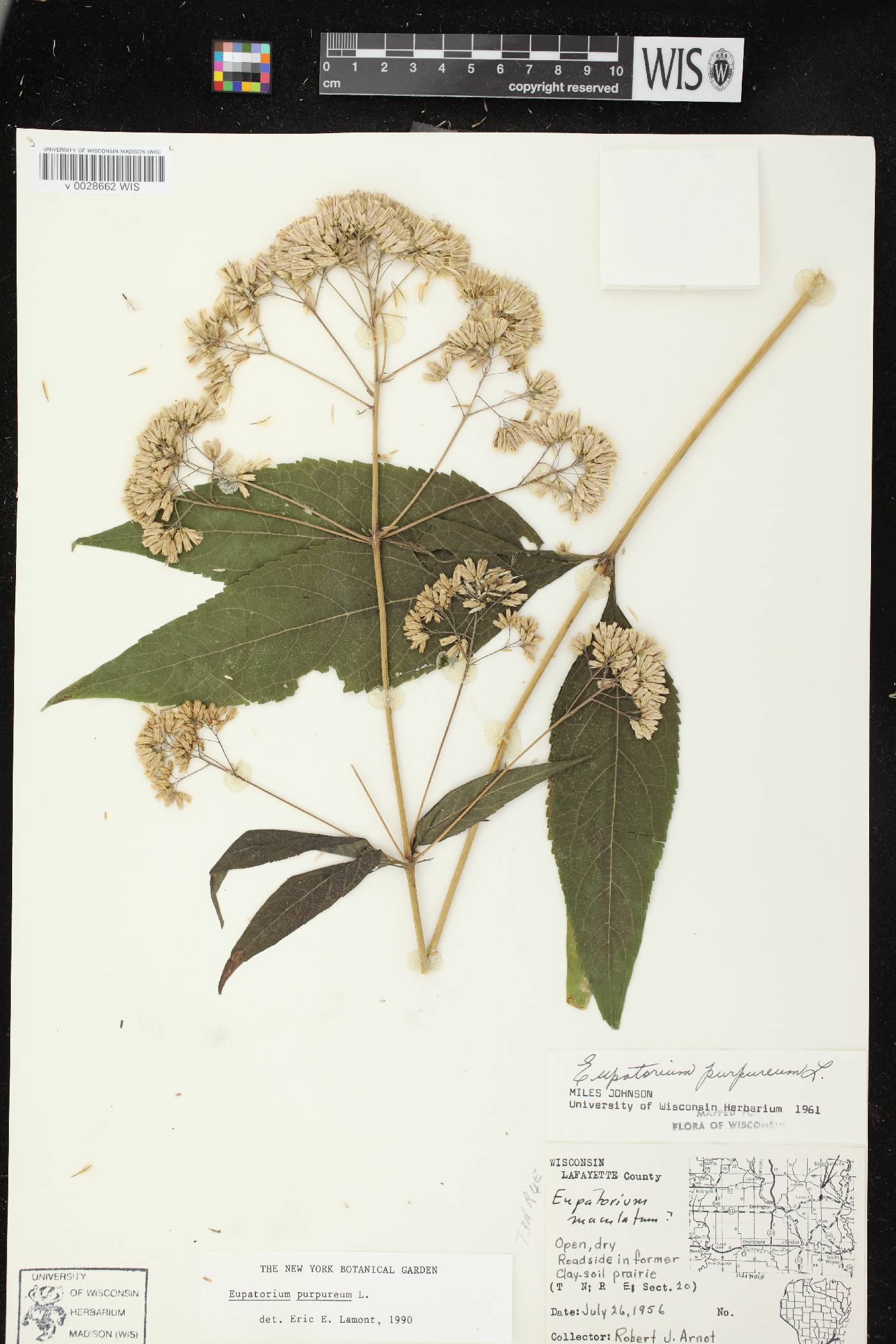 Eutrochium purpureum image
