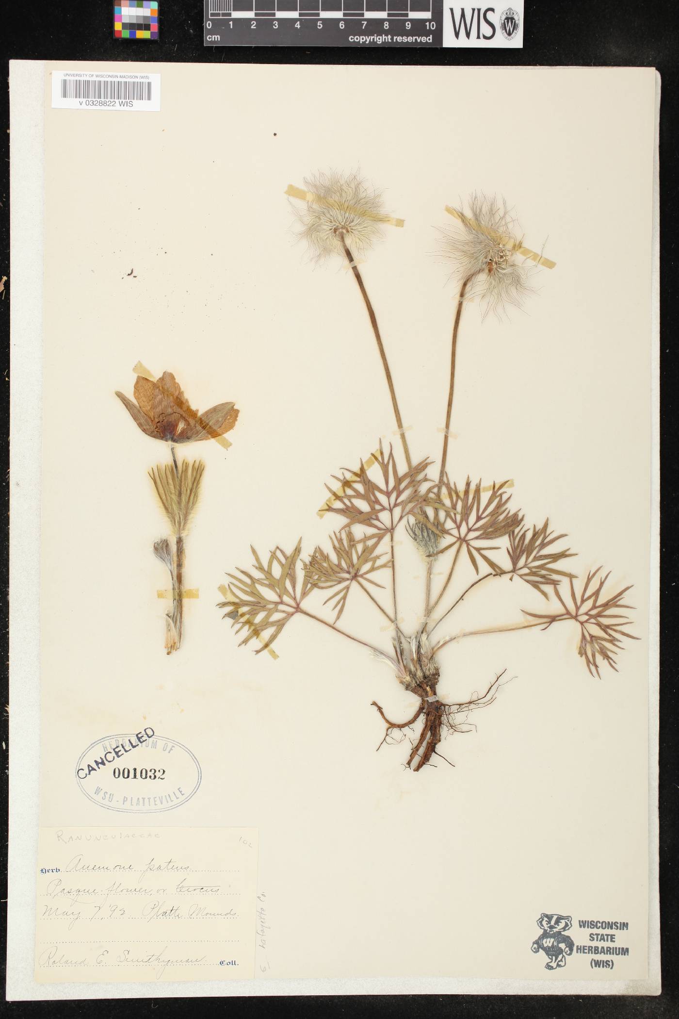 Anemone patens var. multifida image