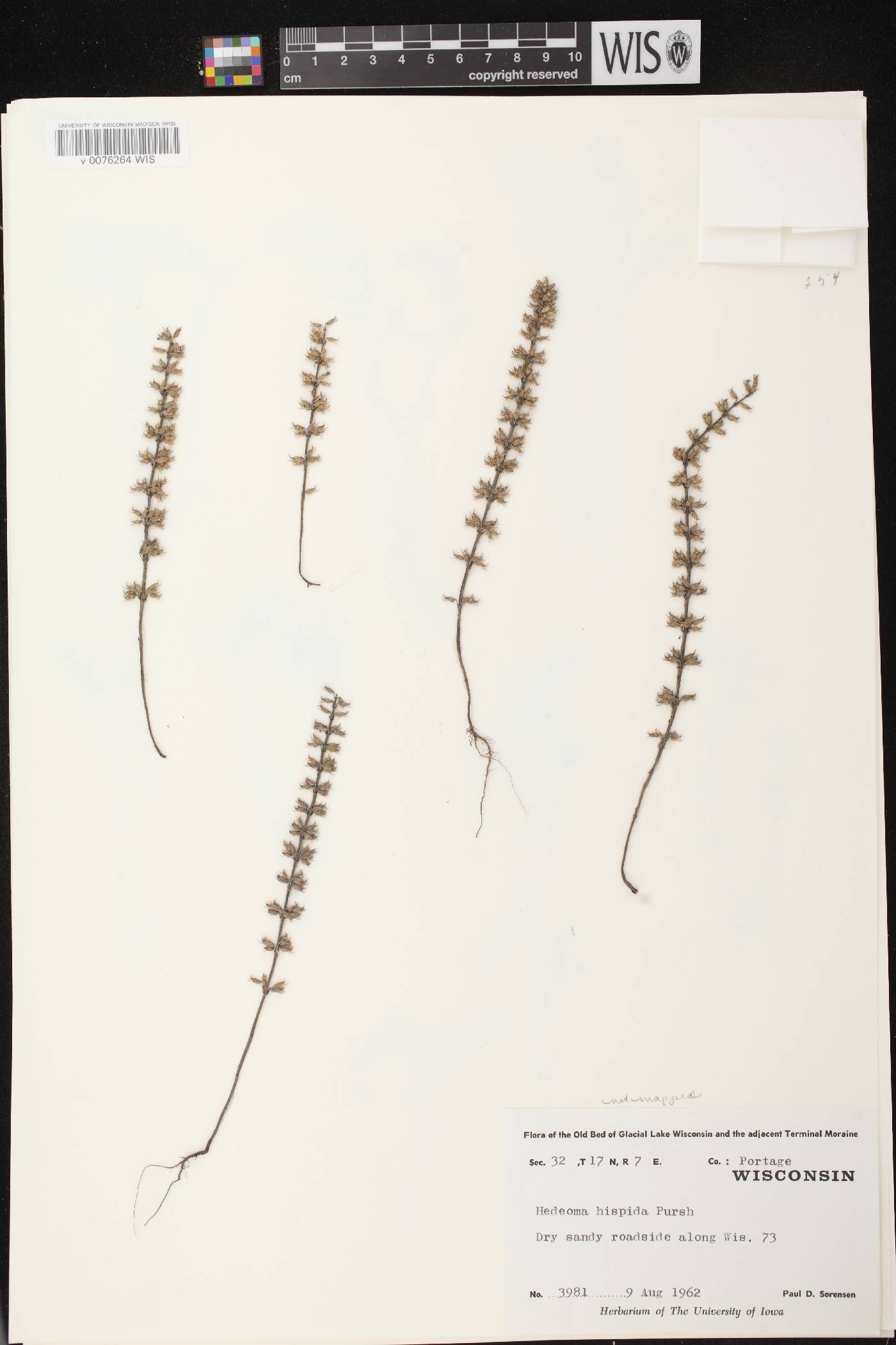 Hedeoma hispida image