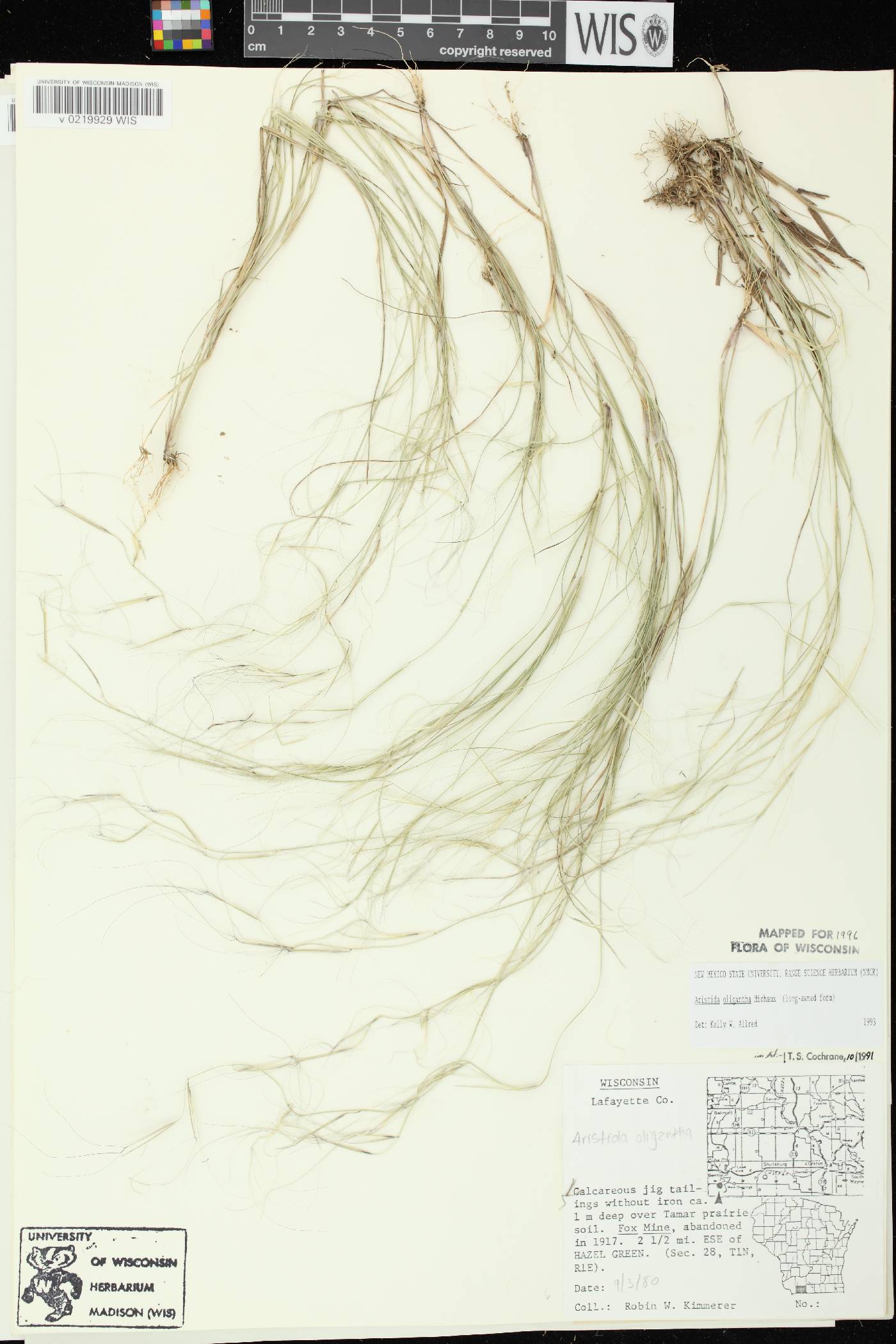 Aristida oligantha image