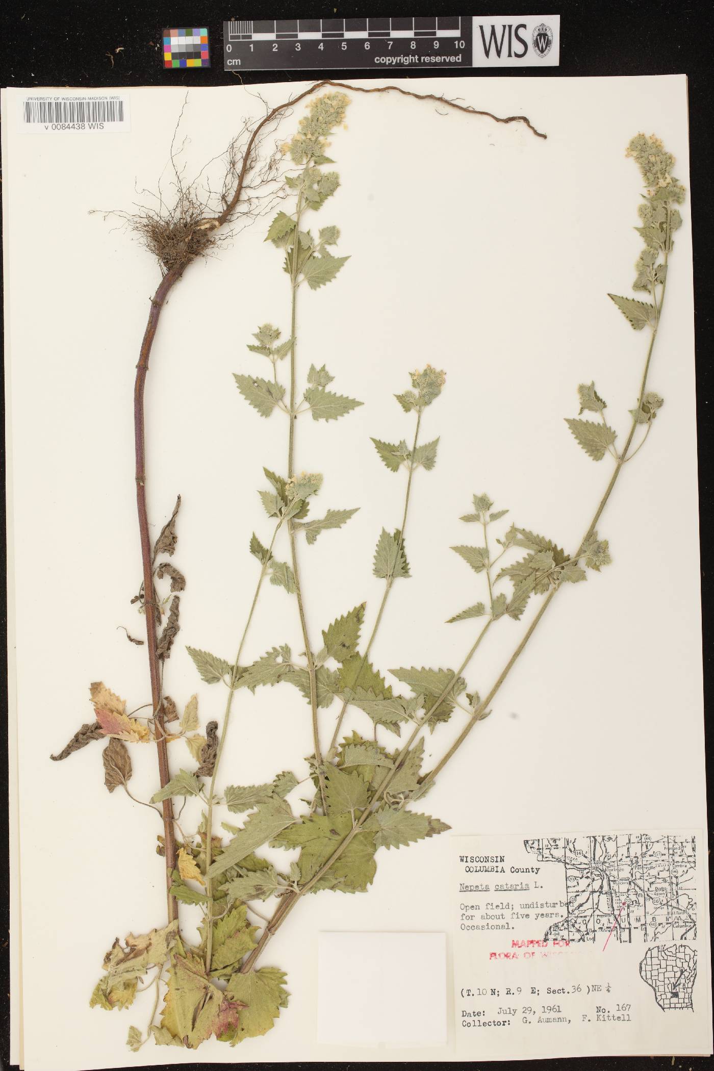 Nepeta cataria image