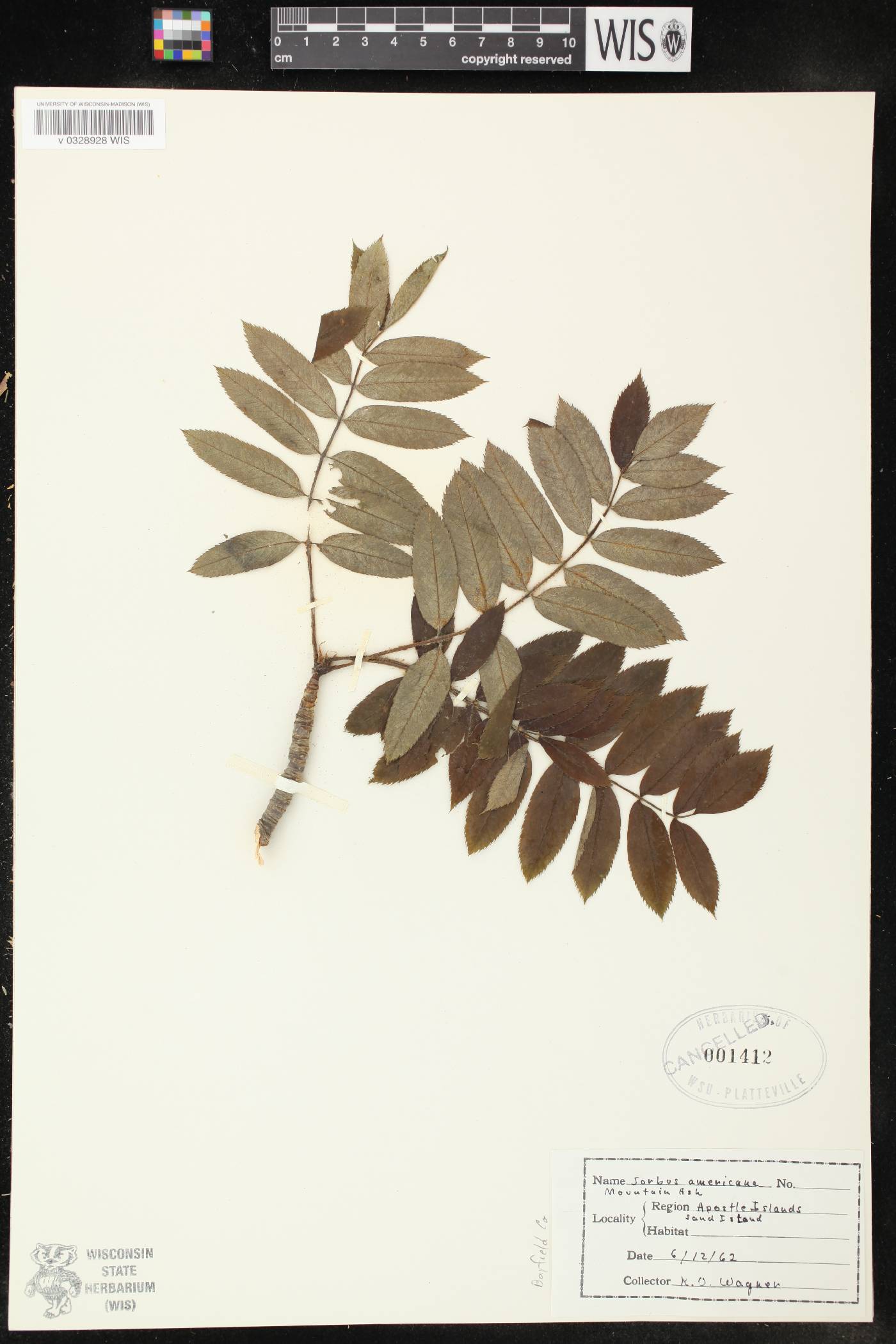Sorbus americana image