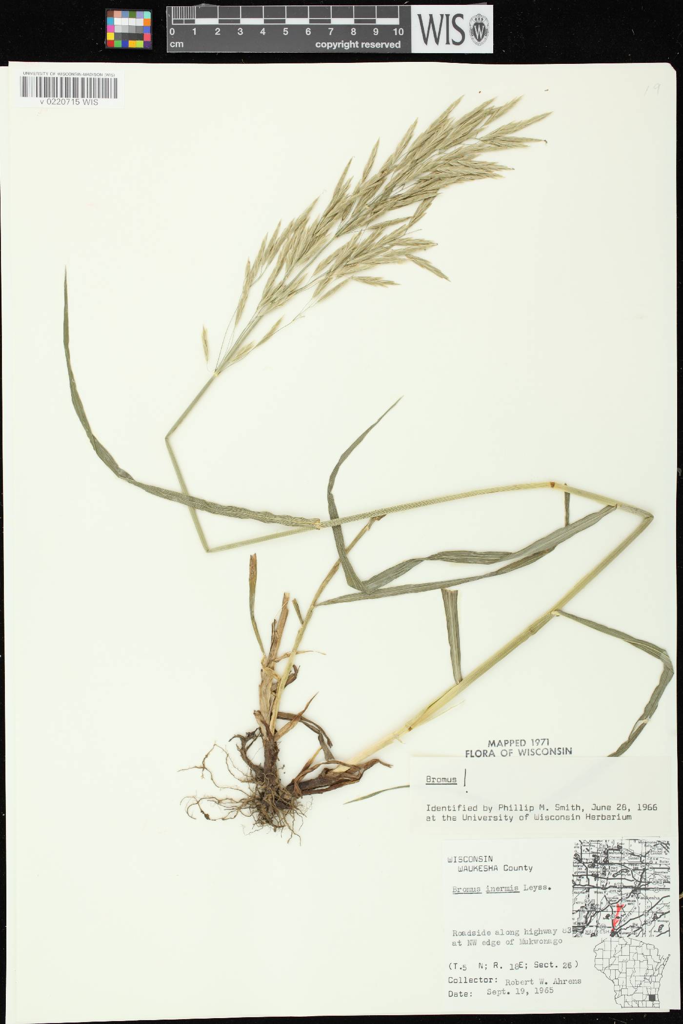 Bromus inermis image