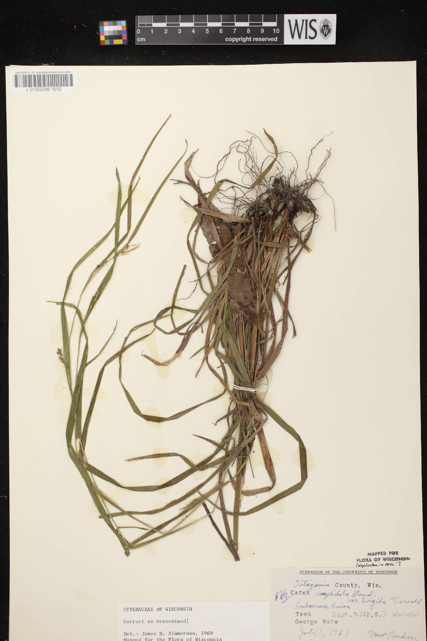 Carex grisea image