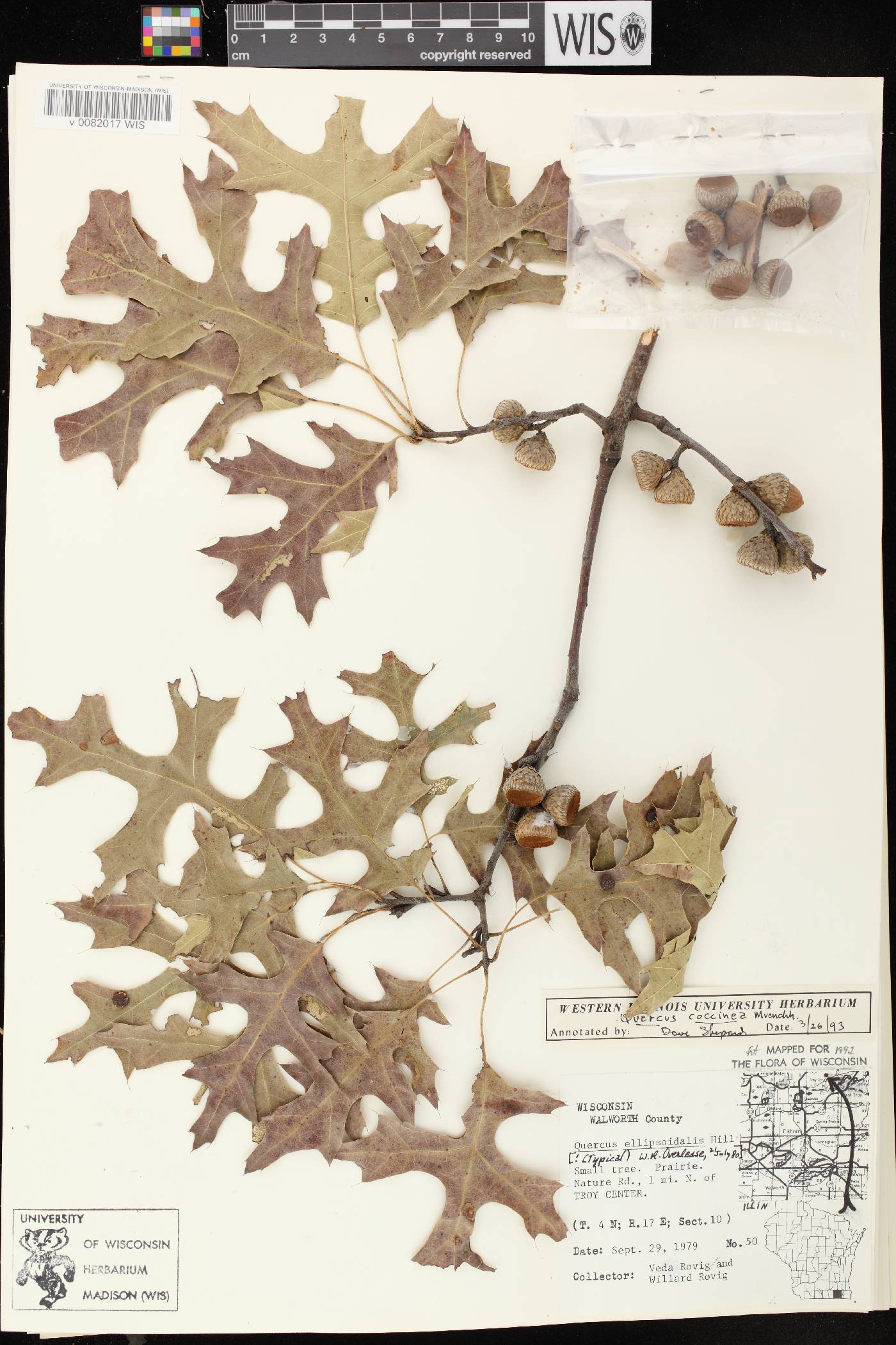 Quercus ellipsoidalis image