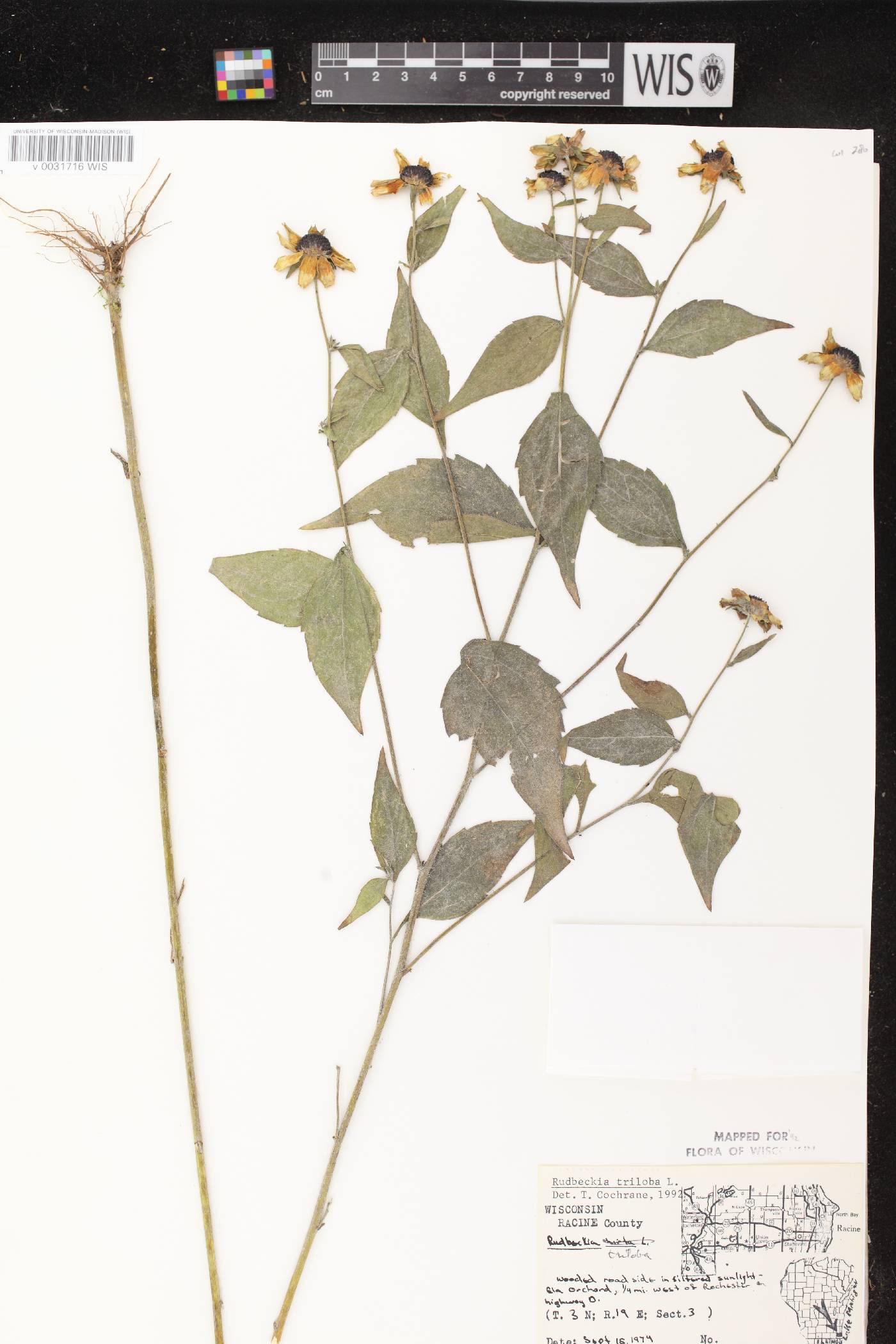 Rudbeckia triloba image