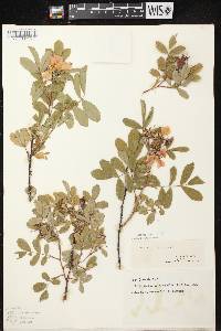Image of Rosa x dulcissima