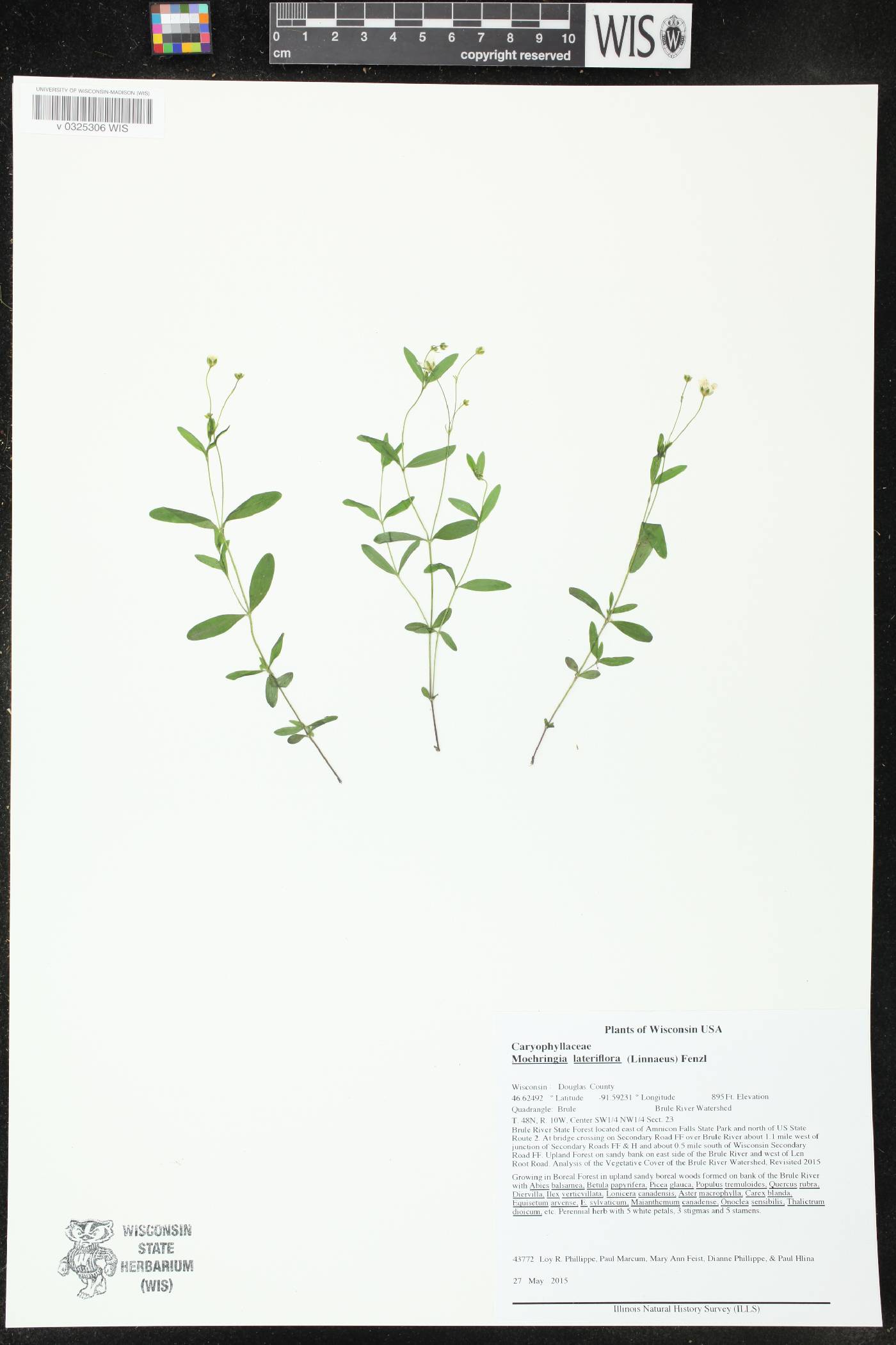 Moehringia lateriflora image