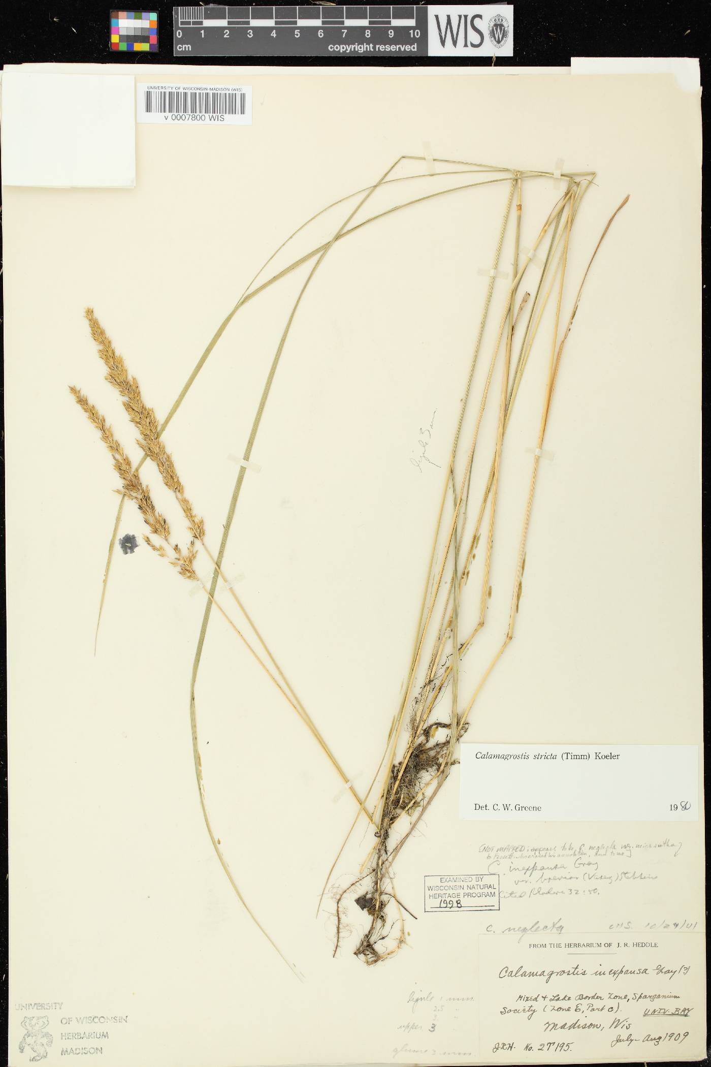 Calamagrostis stricta subsp. stricta image