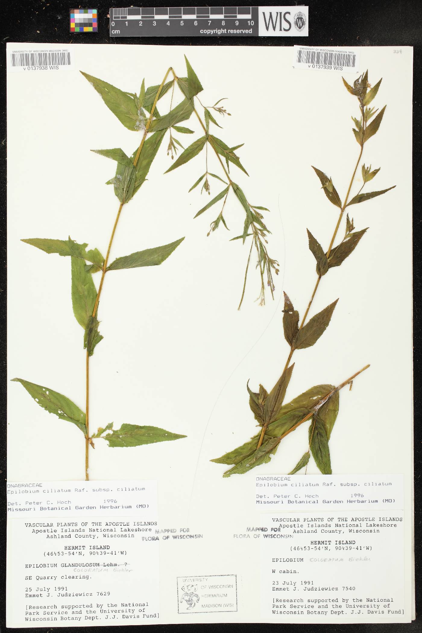 Epilobium ciliatum image